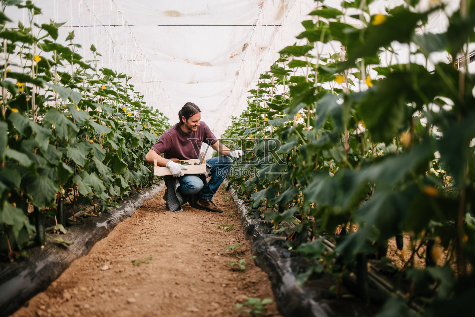 采摘黄瓜的农场工人照片摄影图片