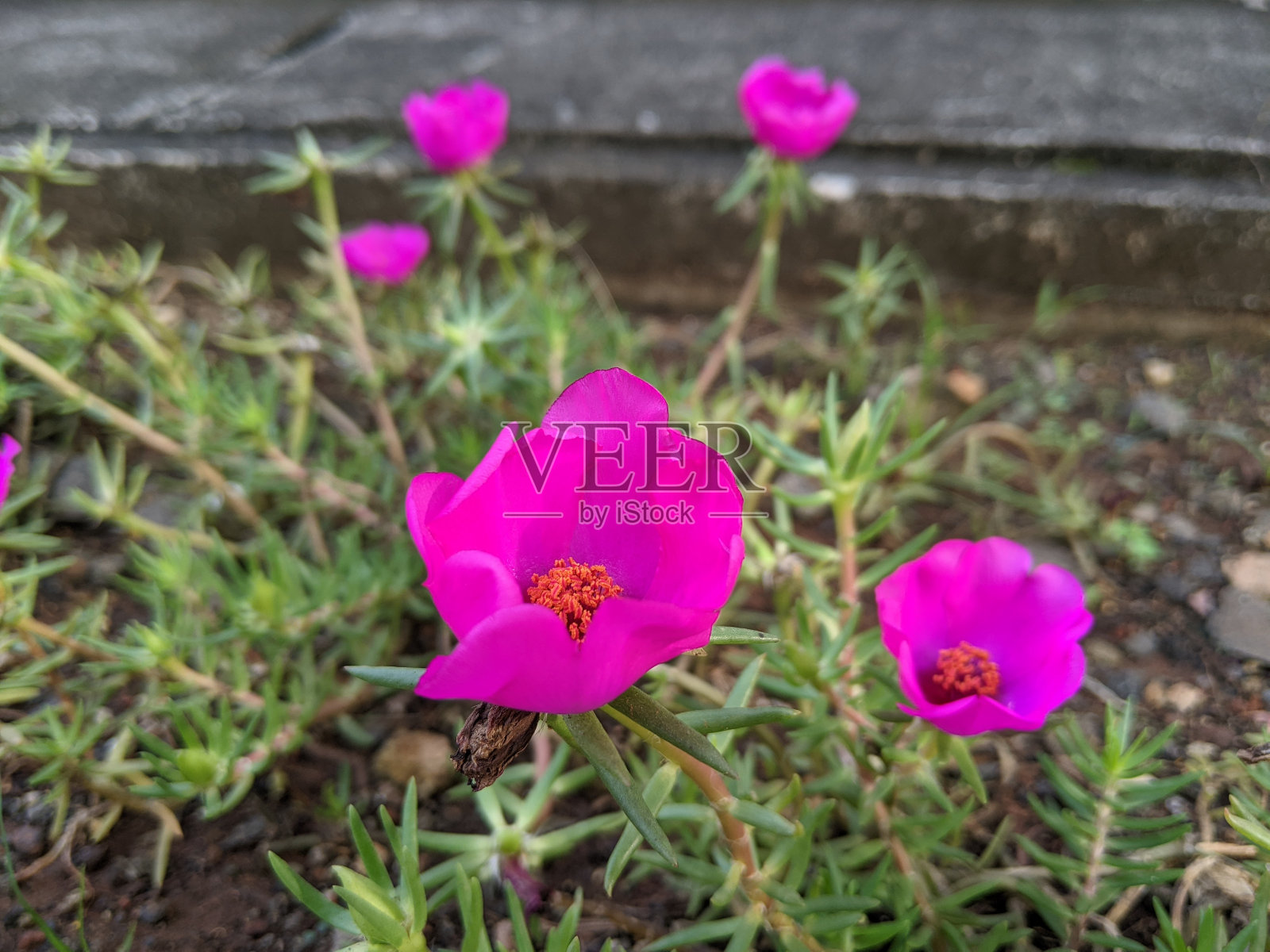 苔藓玫瑰照片摄影图片