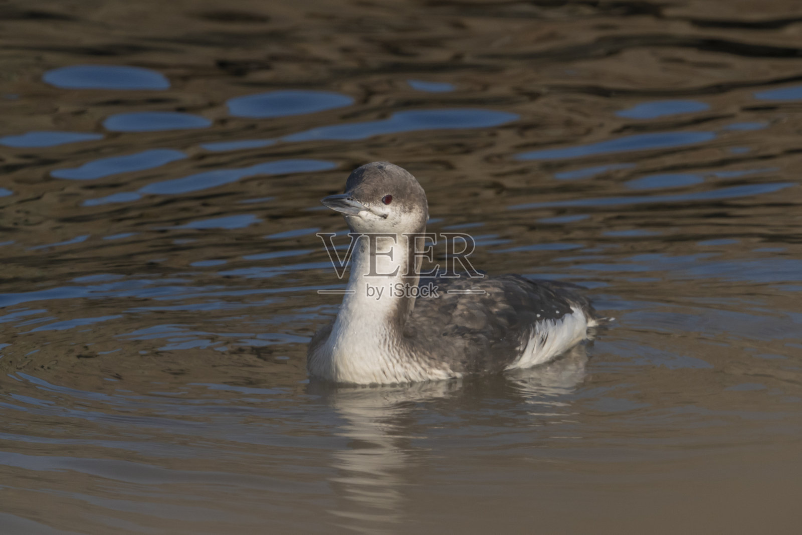 包括黑笨蛋照片摄影图片