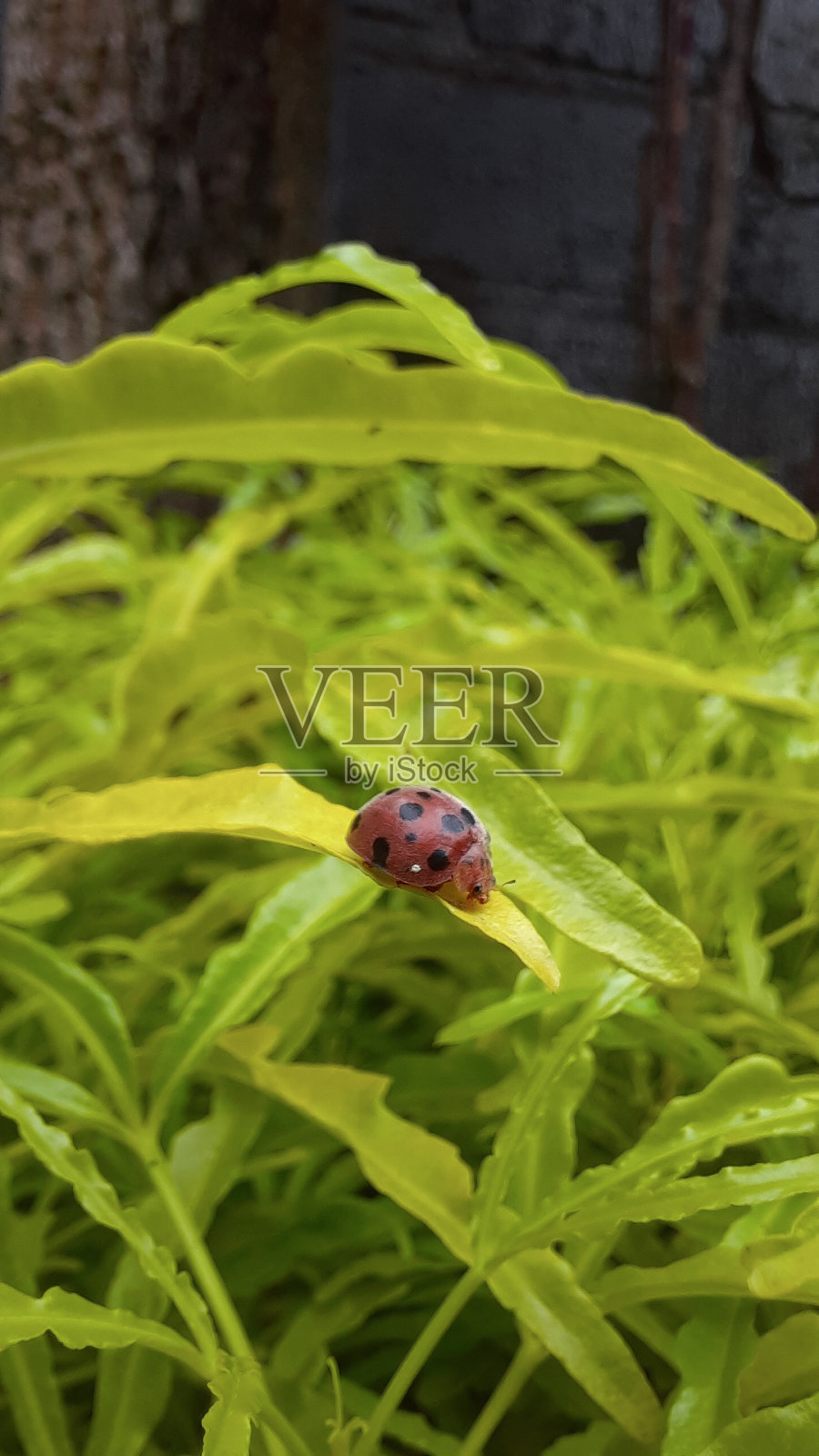 美丽的瓢虫在后院照片摄影图片