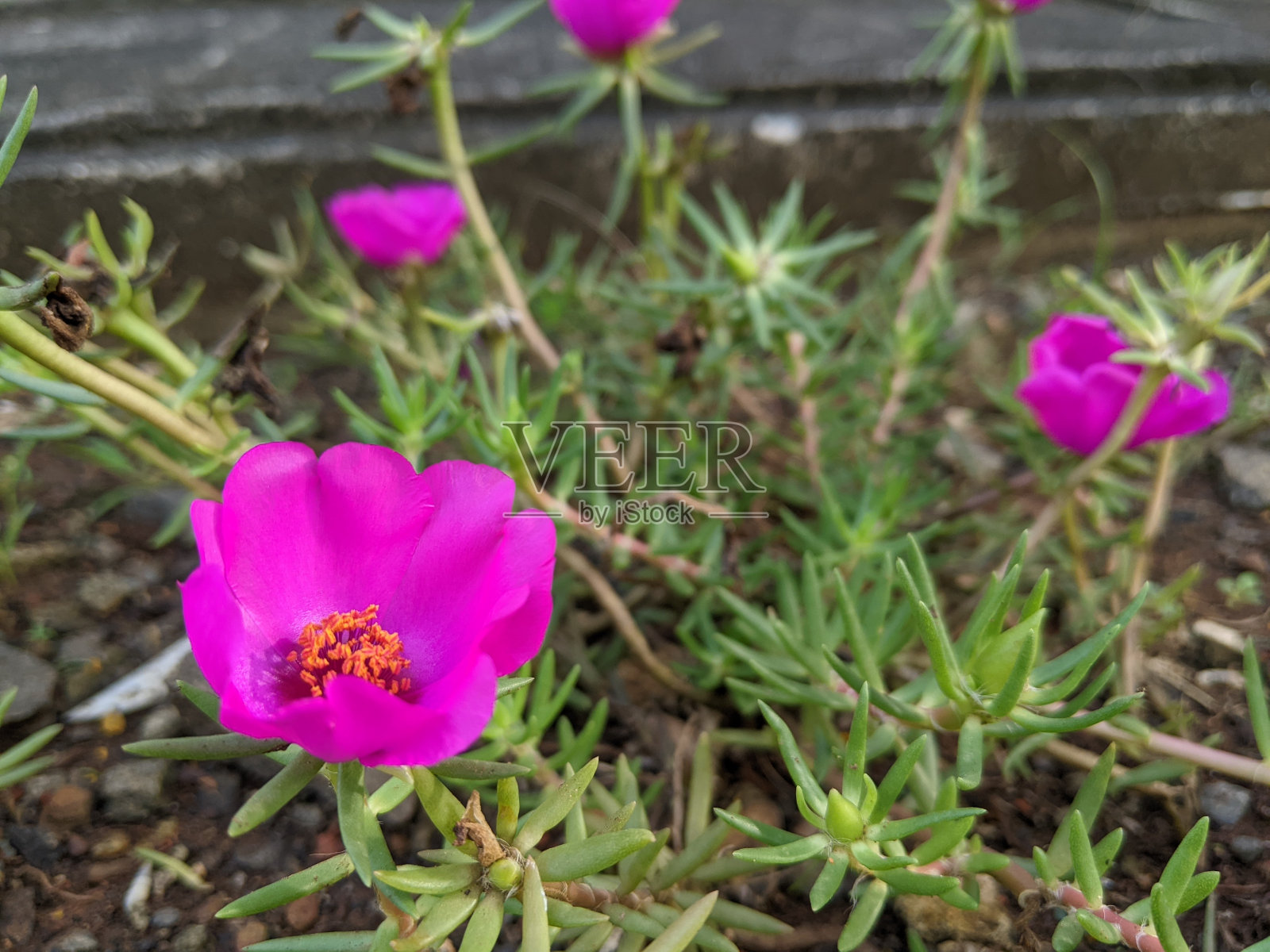 苔藓玫瑰照片摄影图片