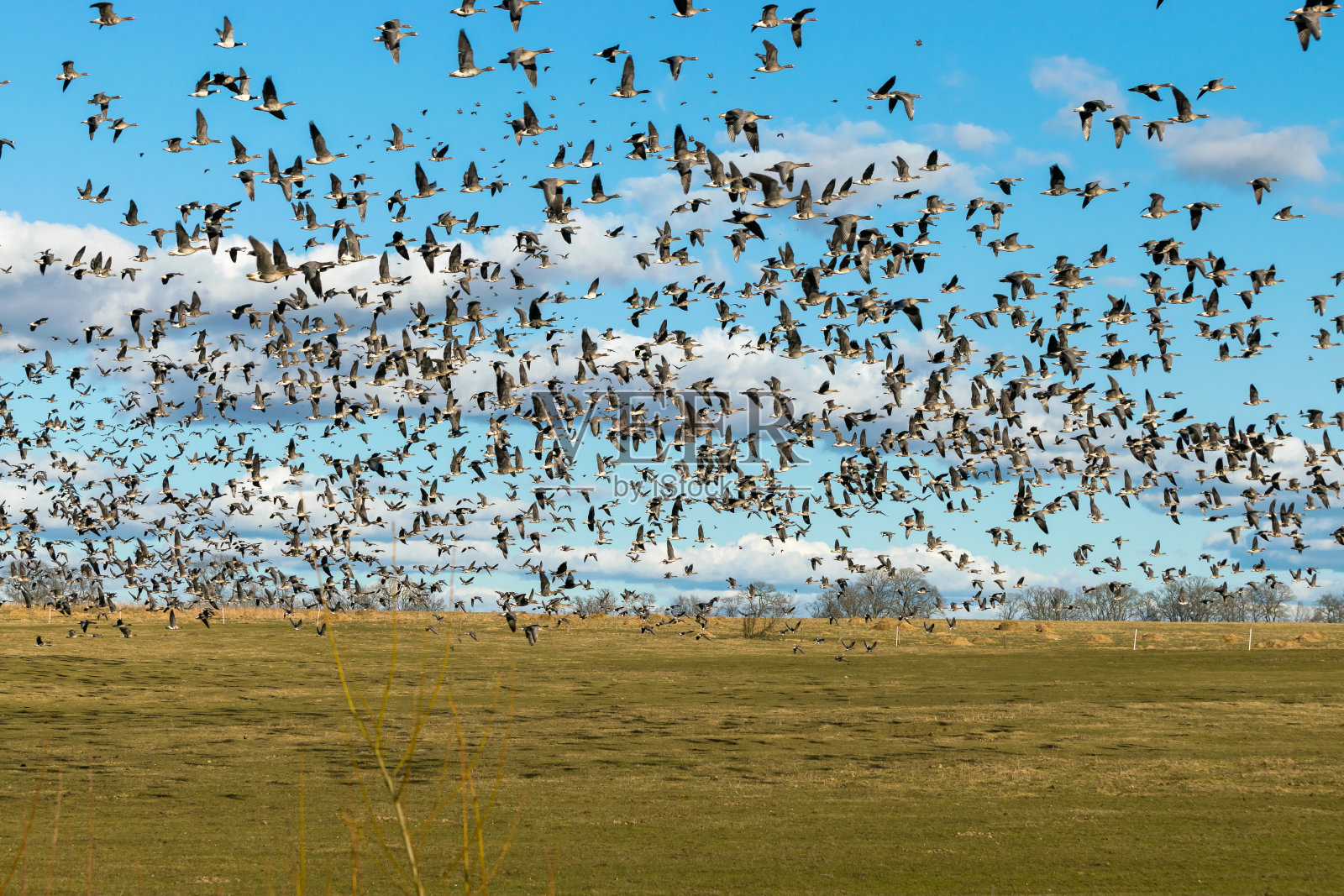 一群受惊的大雁在春季/秋季迁徙时离开田野，大雁飞过田野，田野里有许多大雁照片摄影图片