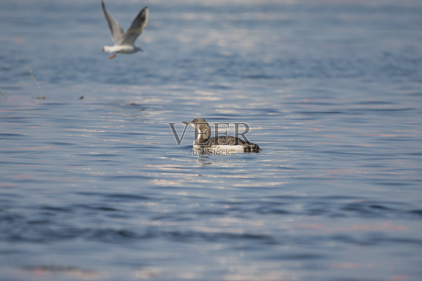 包括黑笨蛋照片摄影图片