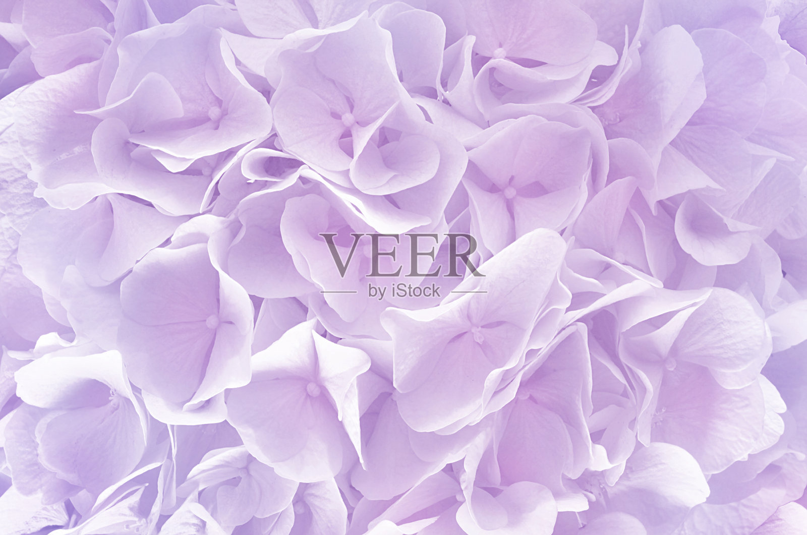 美丽的紫色绣球花背景。自然的颜色。照片摄影图片