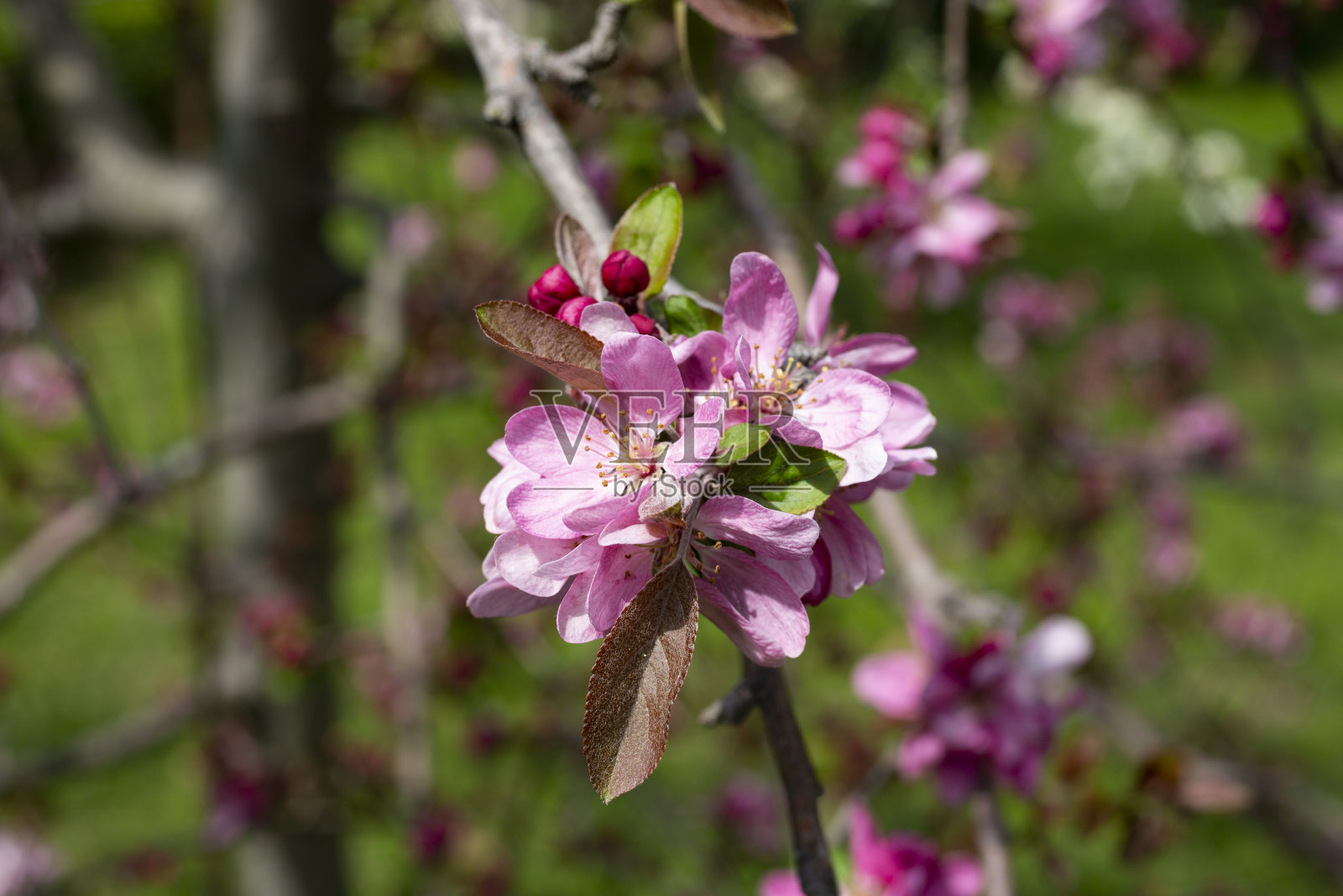 缤纷海棠-海棠粉红色花朵特写。盛开的山楂，山楂树或野苹果照片摄影图片