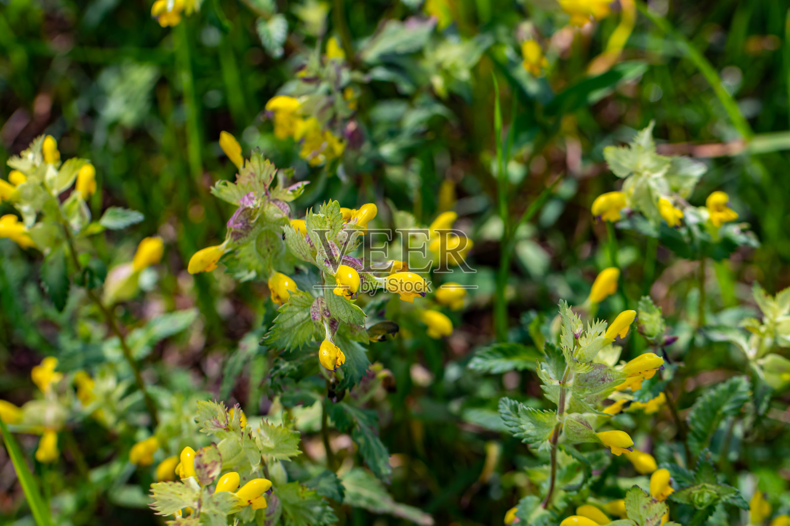 冰川鼻花在草地上开花照片摄影图片