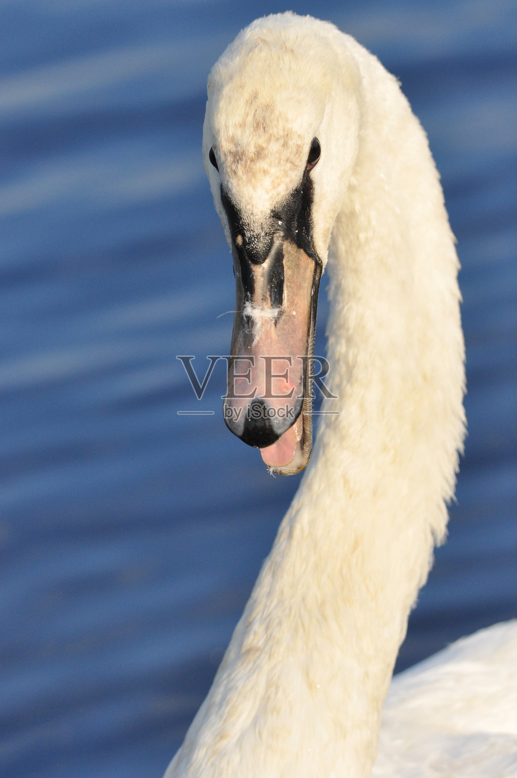 静静的天鹅在湖上、河上游泳。一只雪白的鸟长着长长的脖子，组成了一对恩爱的夫妇和充满爱心的一家人。照片摄影图片