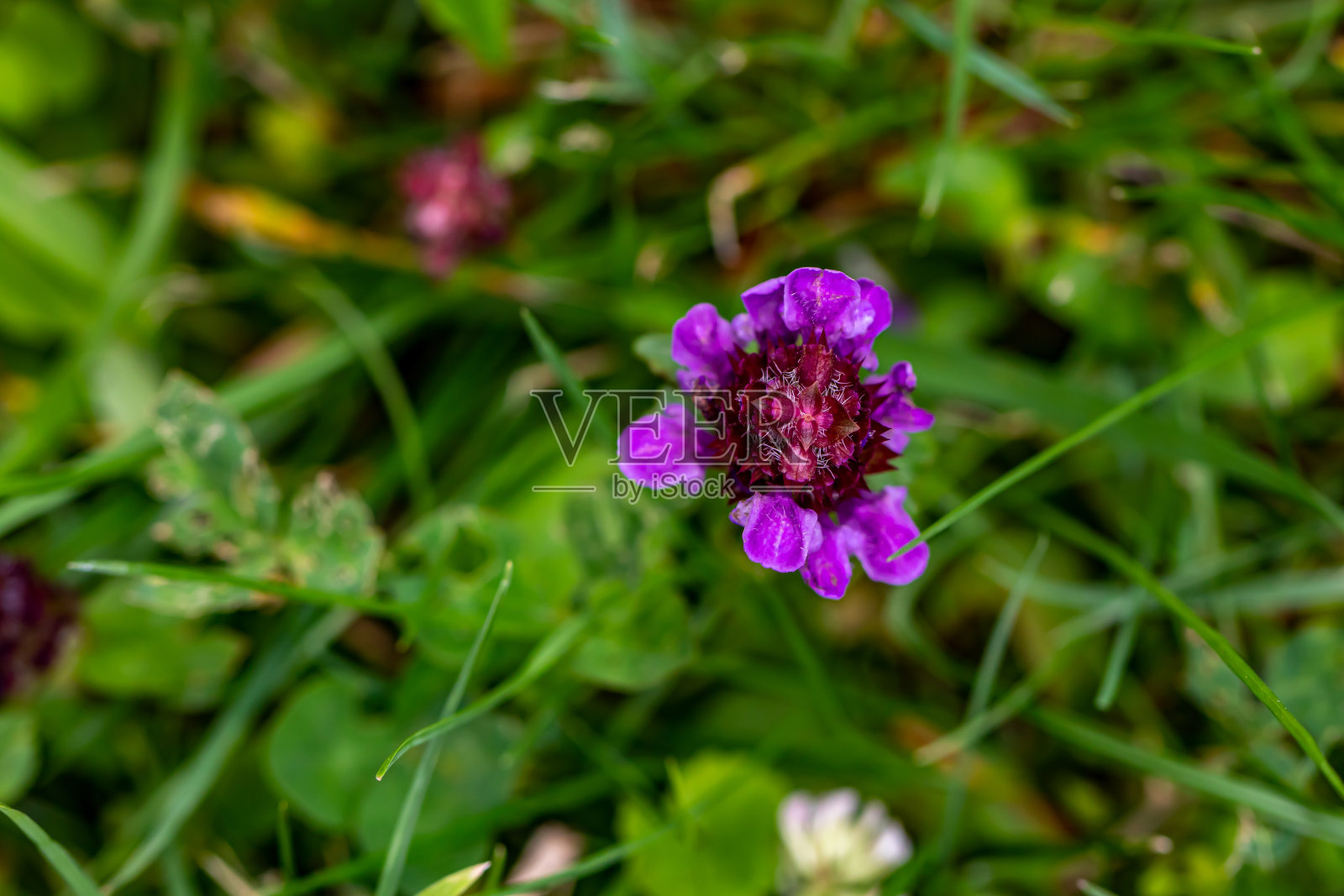 夏枯草在草地上开花照片摄影图片