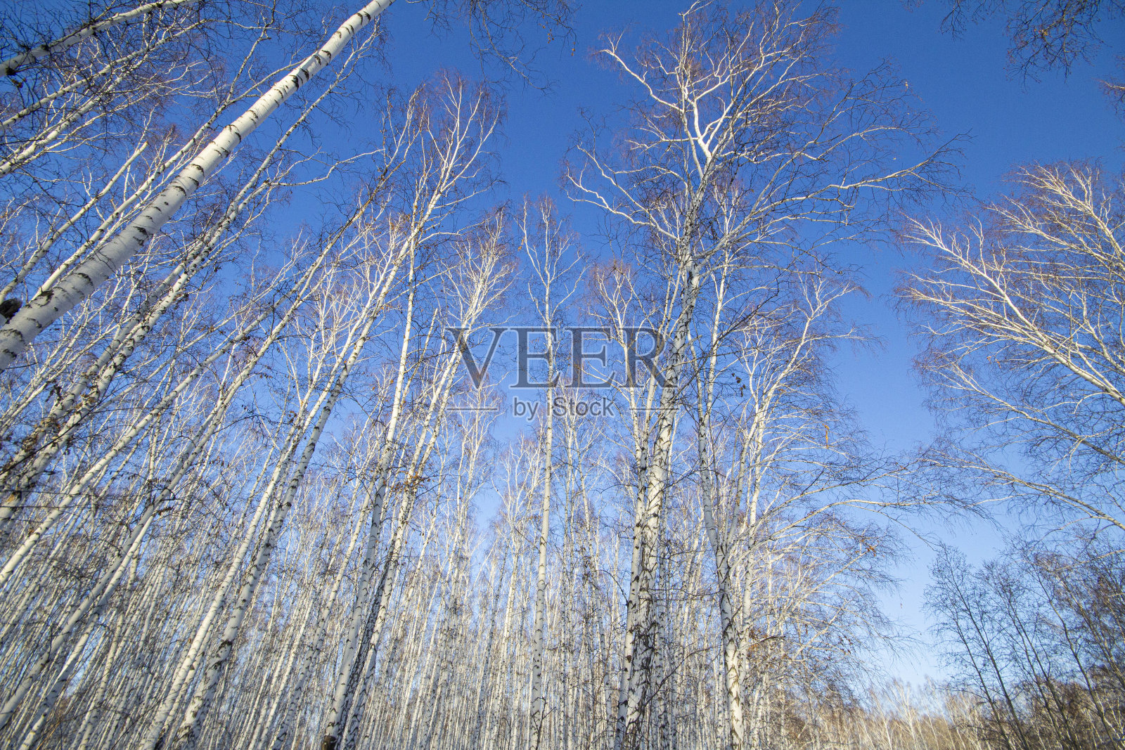 白桦林的树冠在冬天的蓝天下，用广角镜头拍摄照片摄影图片