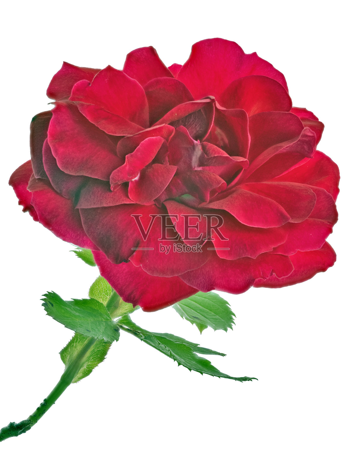 大朵细朵鲜红玫瑰盛开照片摄影图片