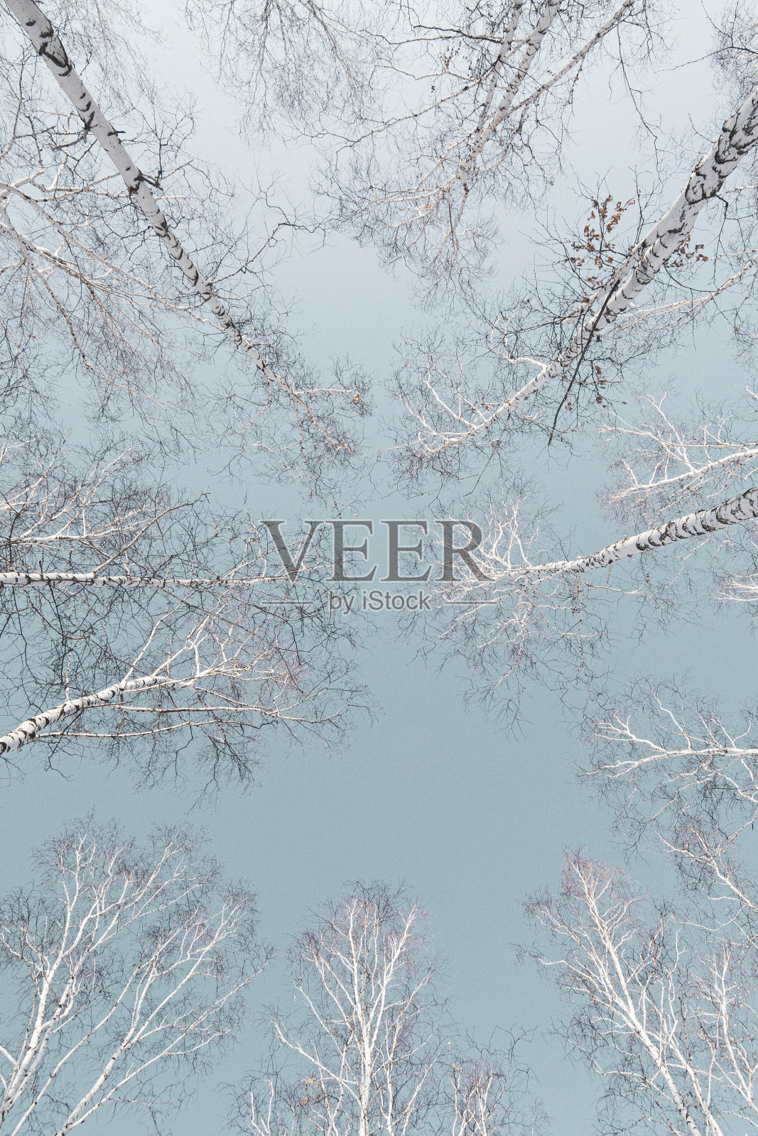 白桦林的树冠在冬天的蓝天下，用广角镜头拍摄照片摄影图片