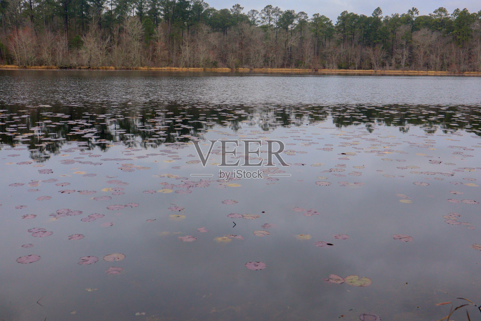 荷叶池塘照片摄影图片