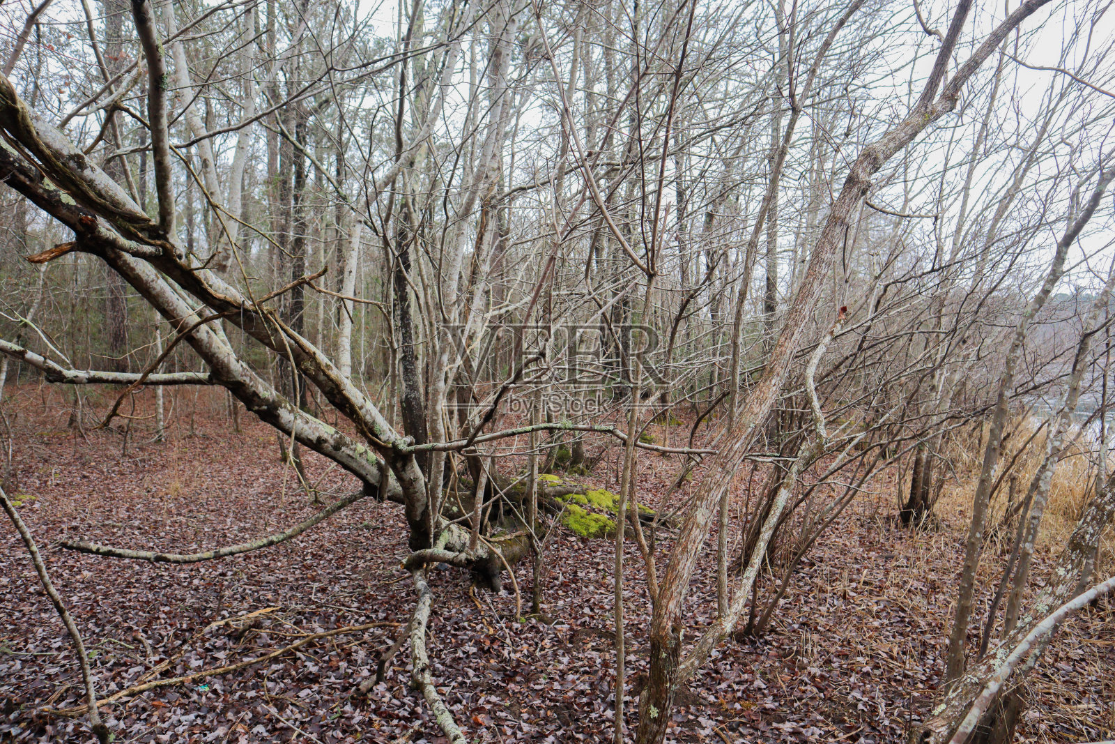 一些池塘岸边的树照片摄影图片