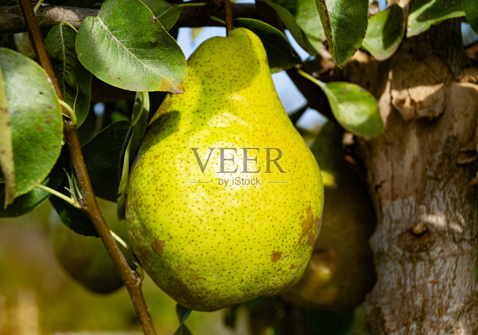 梨树照片摄影图片