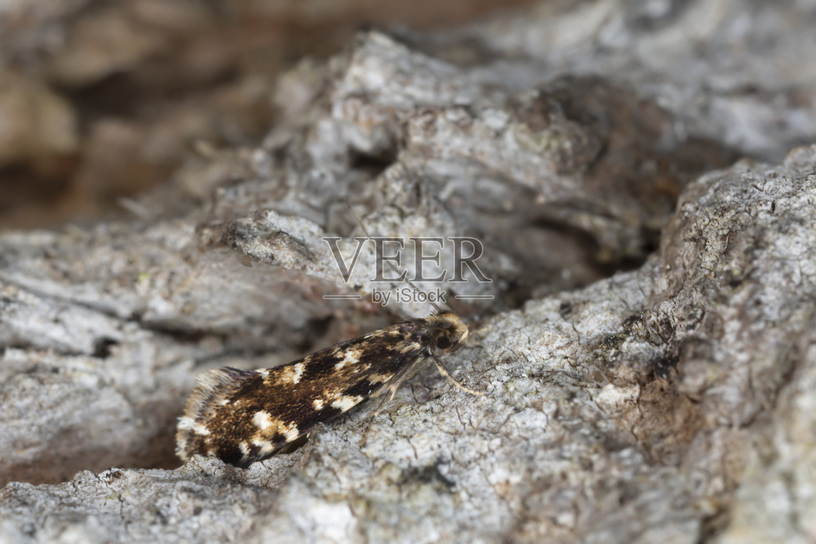 树皮上的软木蛾，Nemapogon cloacella照片摄影图片