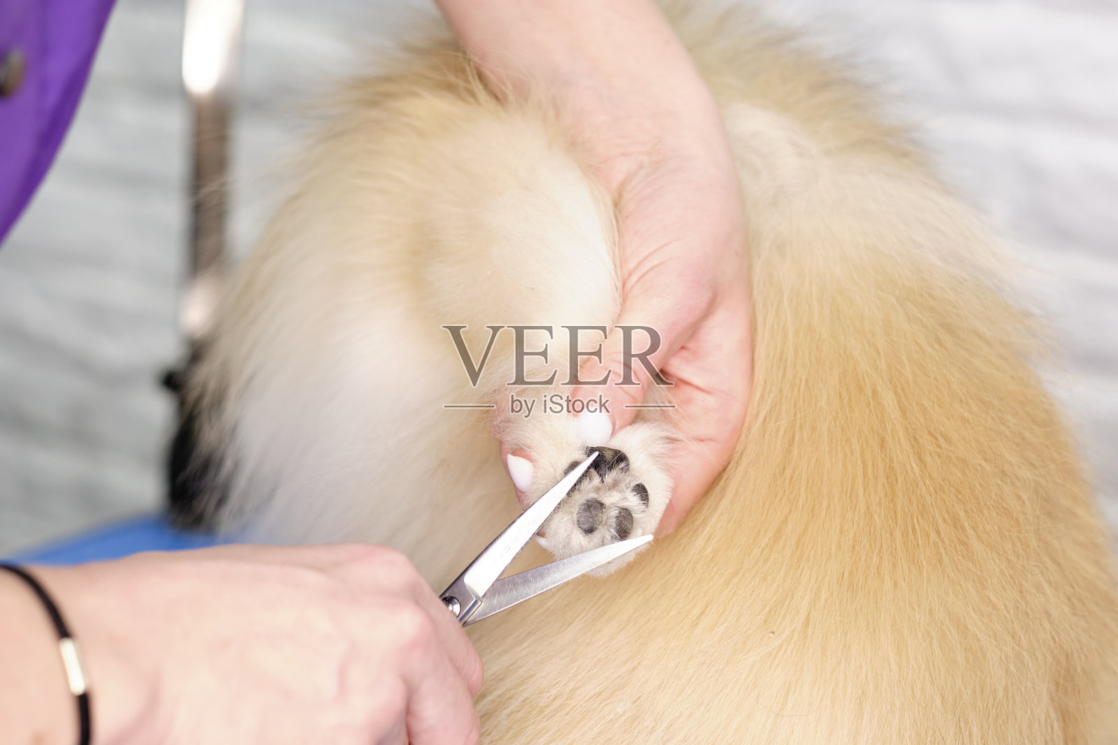 用剪刀把狗爪子上多余的毛发剪掉。狗狗护理和修饰的概念照片摄影图片