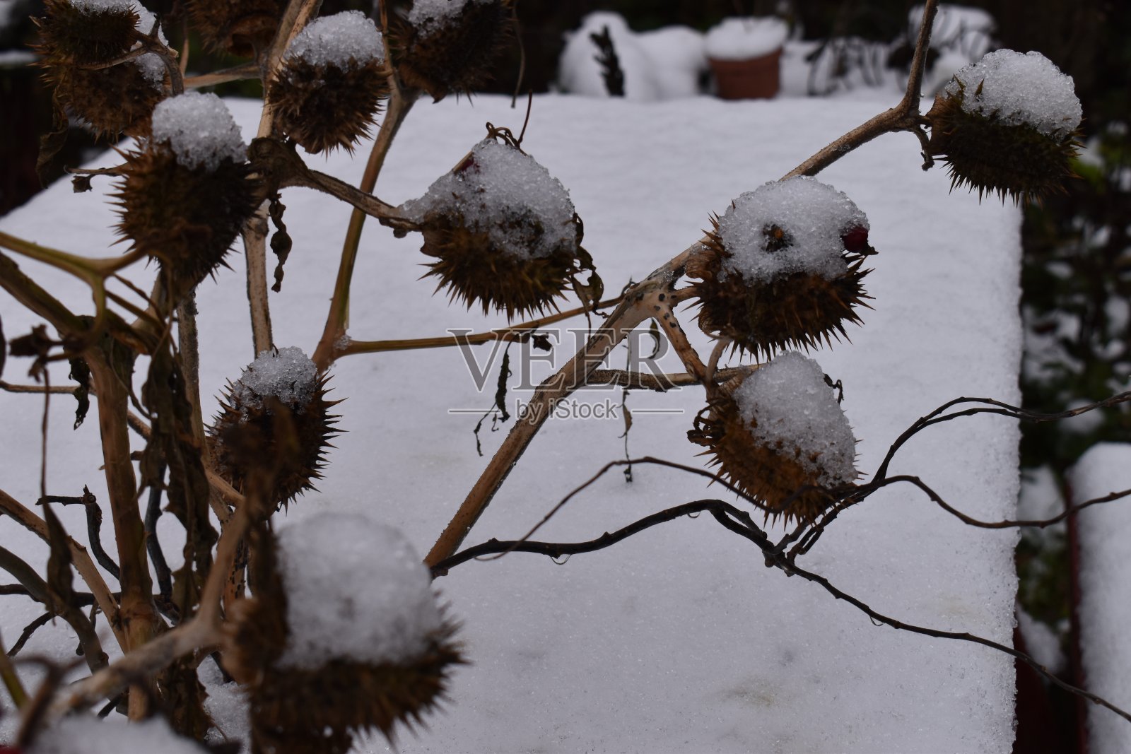 一串刺苹果装饰着户外的桌子。照片摄影图片