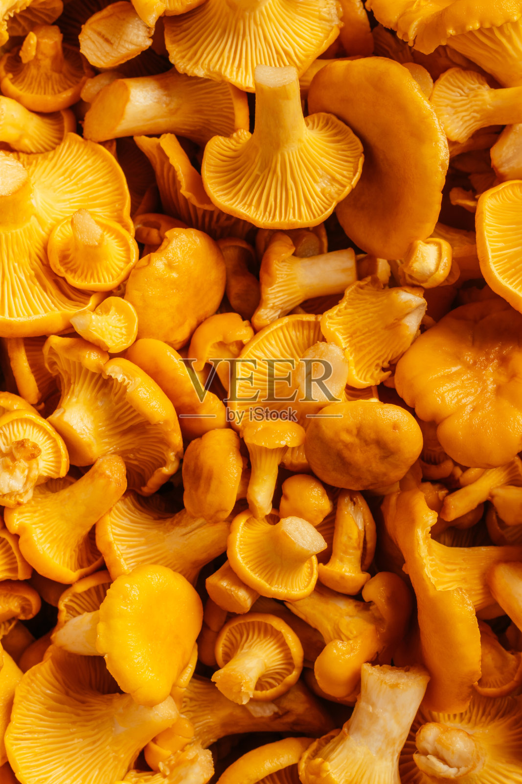 黄色的蘑菇背景，鲜美多汁的香油鸡油鸡油鸡肉腿。垂直的。俯视图照片摄影图片