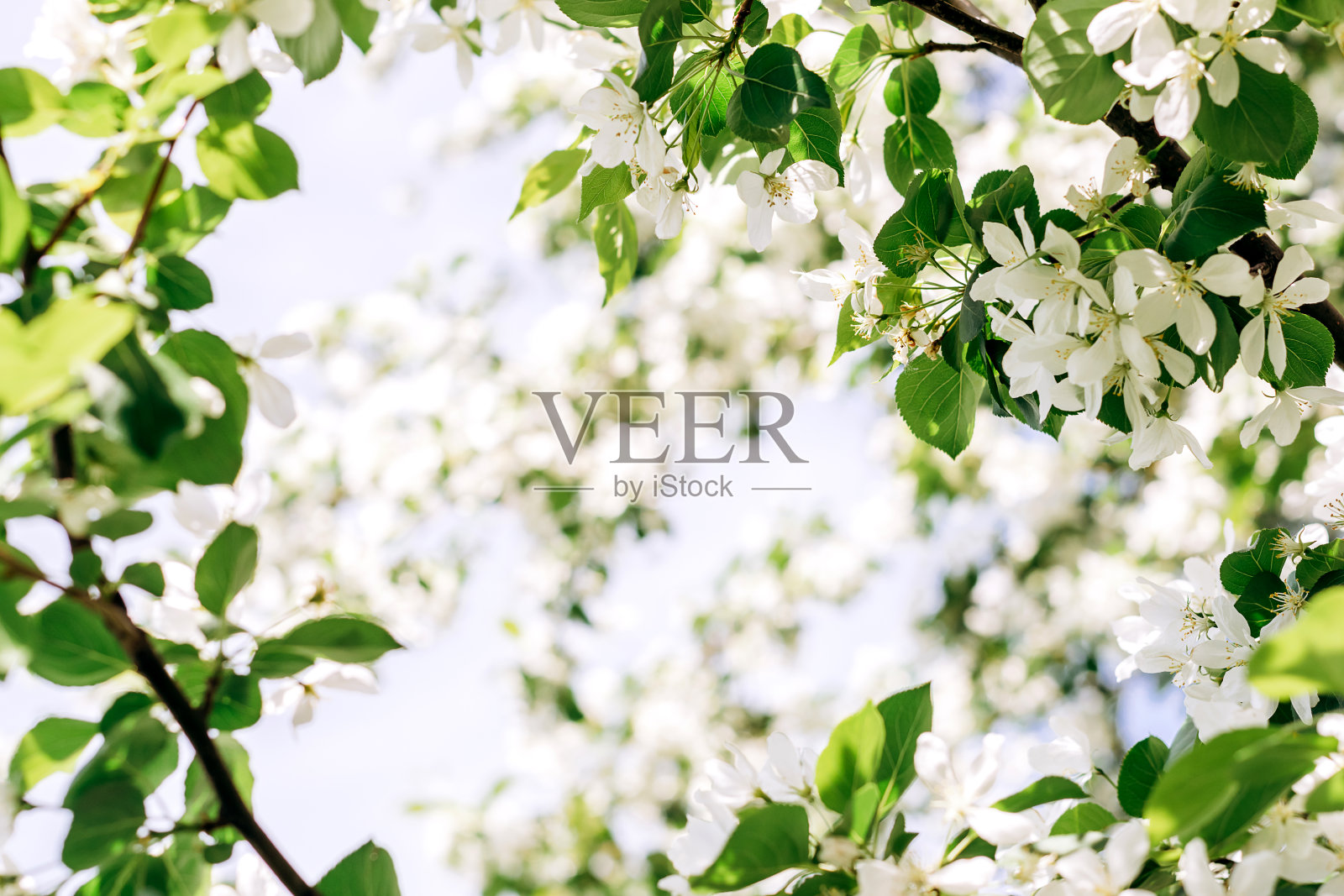 开花的苹果树特写。自然和花卉背景。照片摄影图片