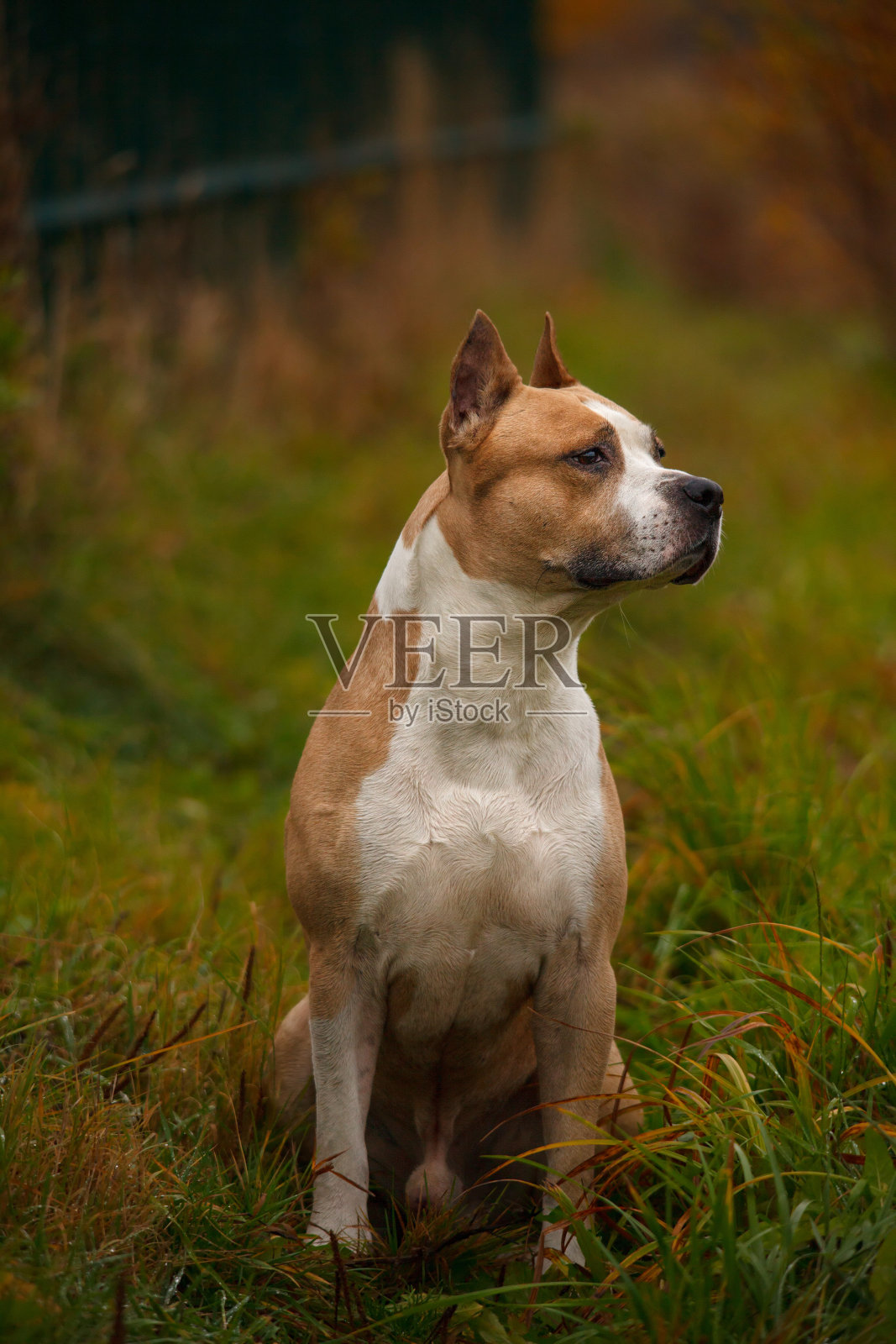 美国斯塔福德郡梗在秋天的街道上照片摄影图片