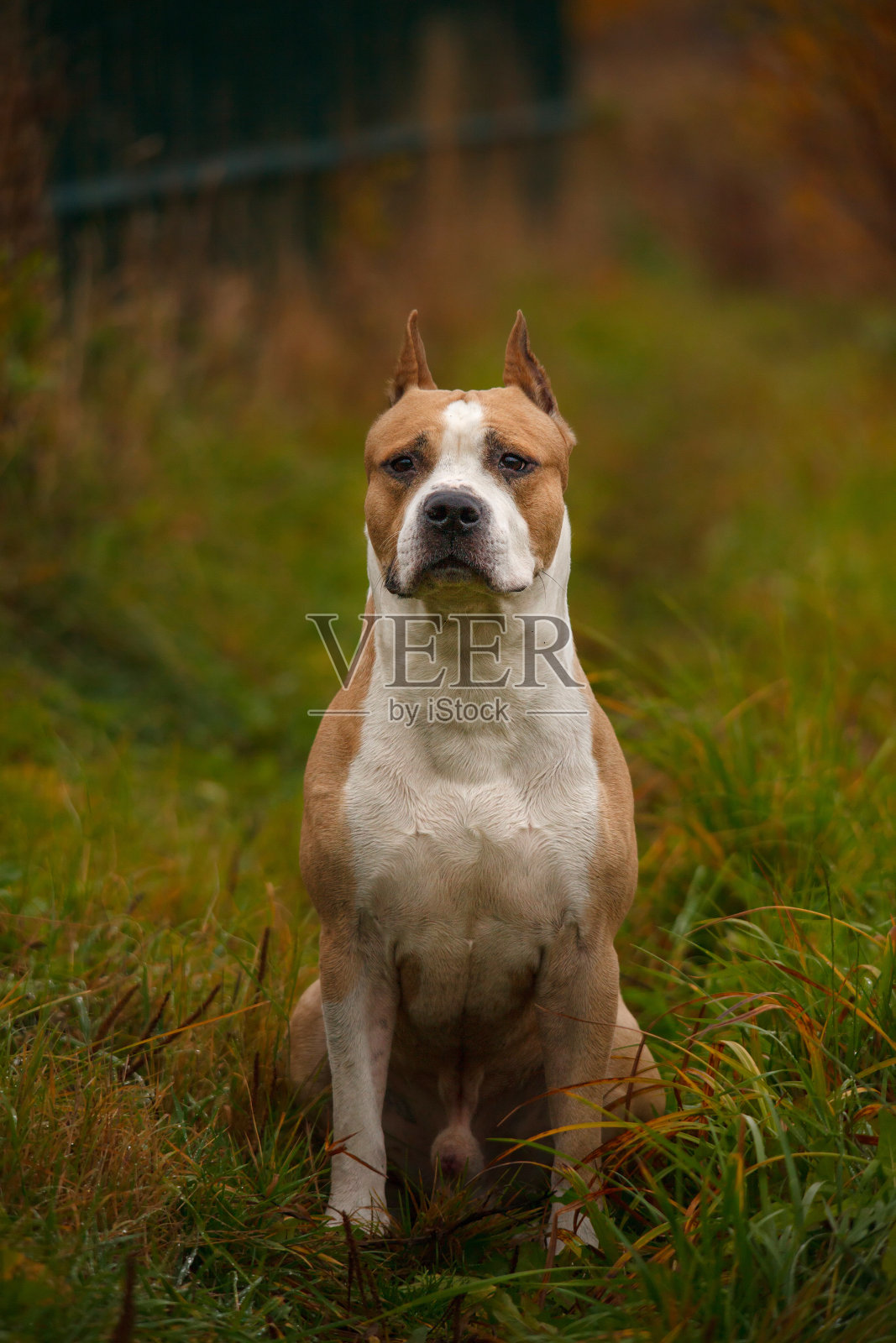 美国斯塔福德郡梗在秋天的街道上照片摄影图片