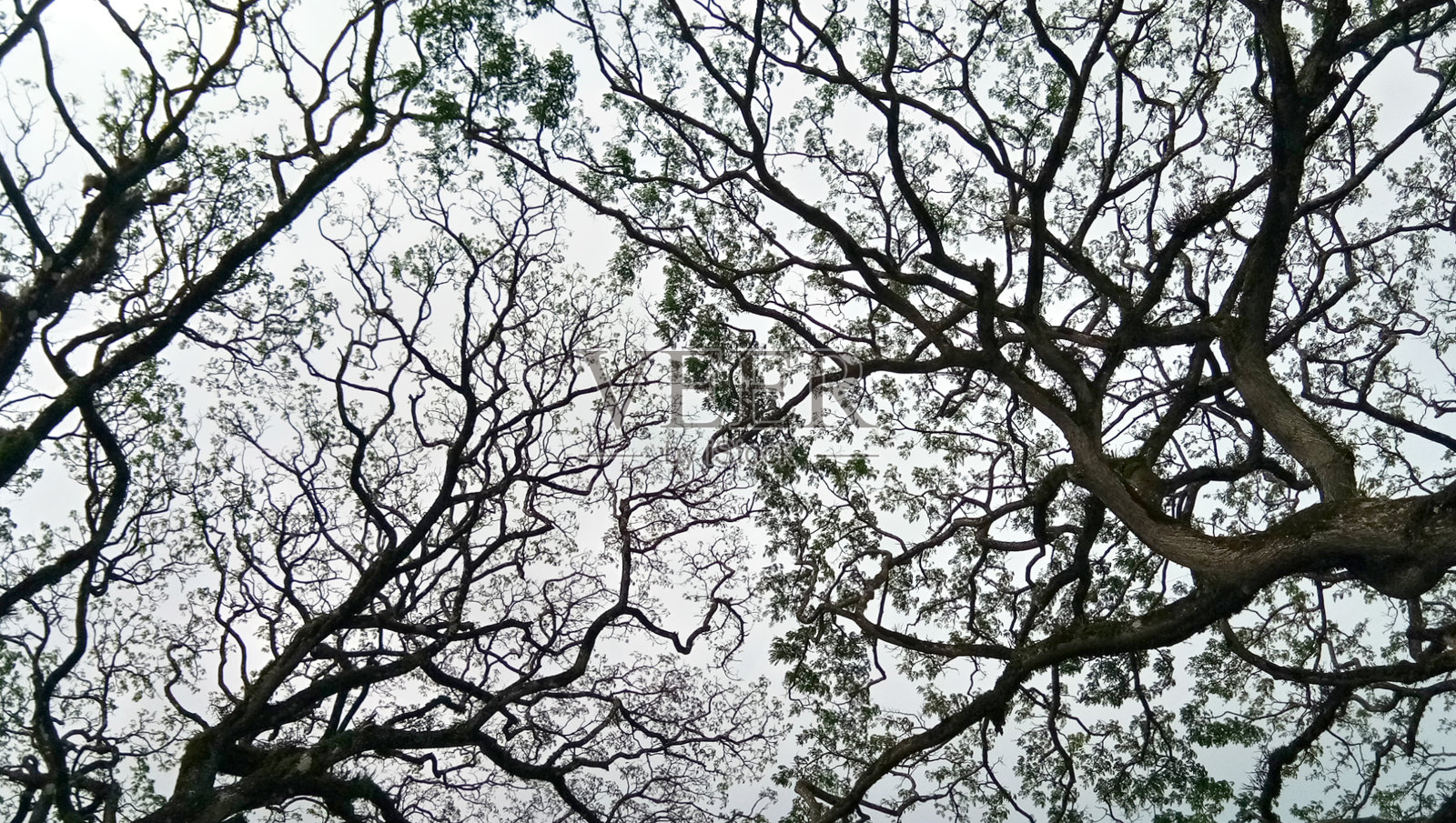 阔叶林与温带混交林照片摄影图片