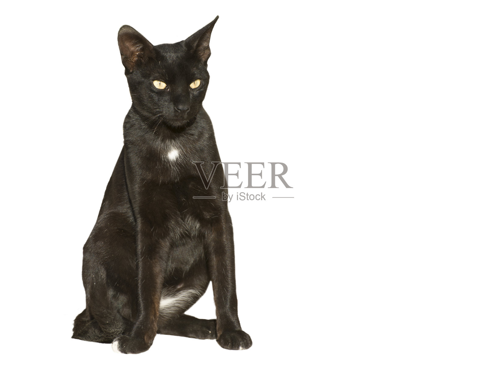 黑色埃及猫孤立。猫看着相机。照片摄影图片