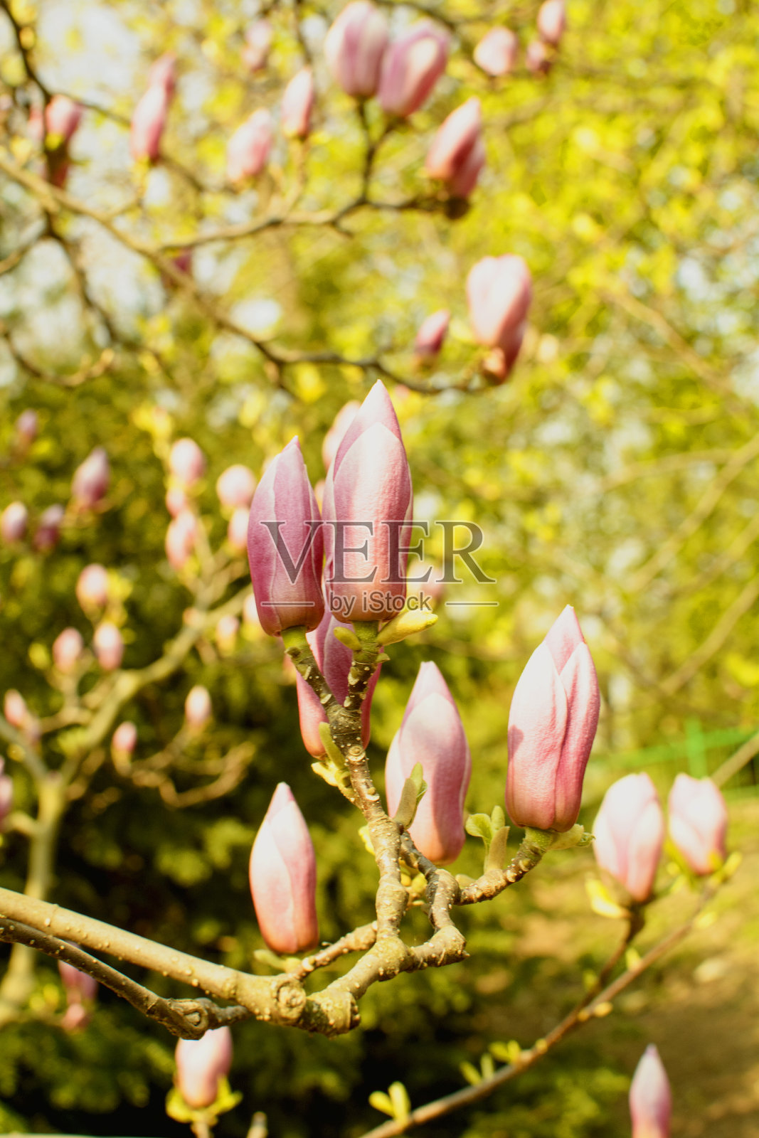 公园里开着又大又香的玉兰花照片摄影图片