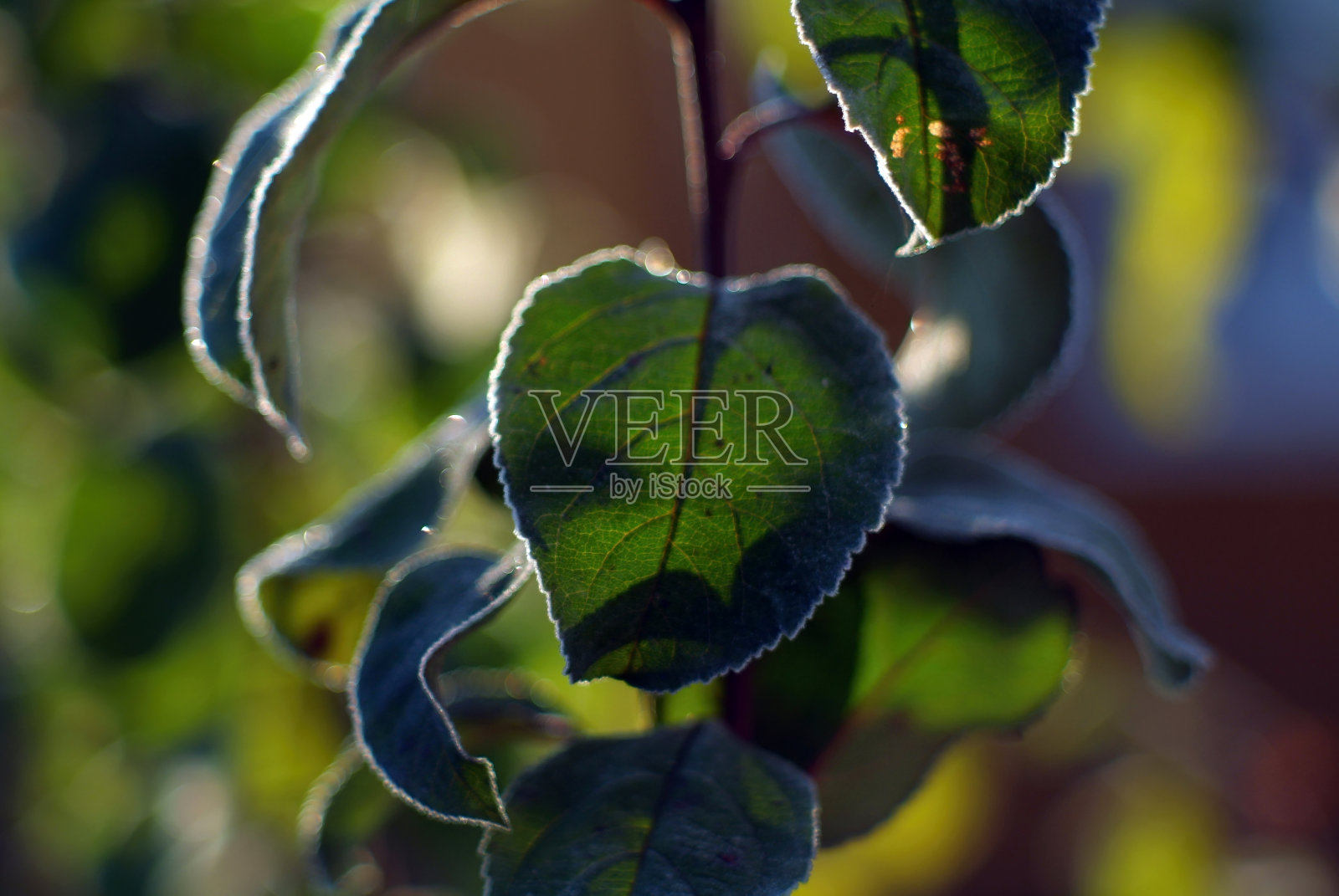 苹果的叶子上结满了霜照片摄影图片