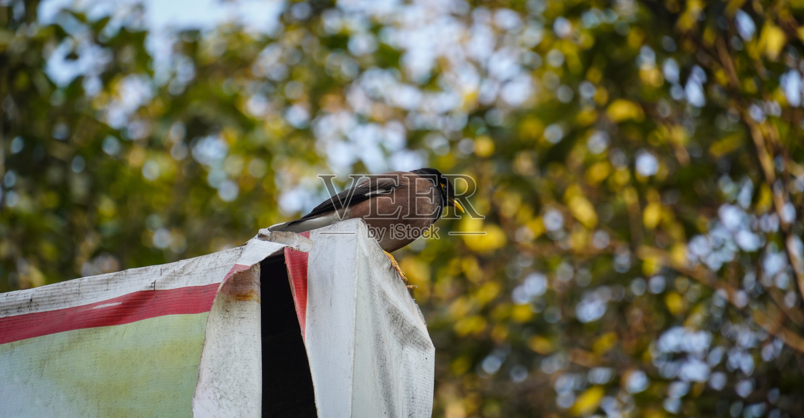 八哥是椋鸟科的一种鸟类照片摄影图片