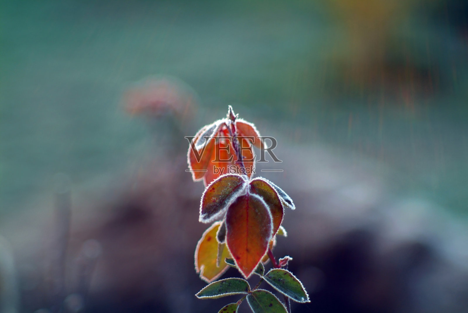 早晨花园里的花上结满了霜照片摄影图片