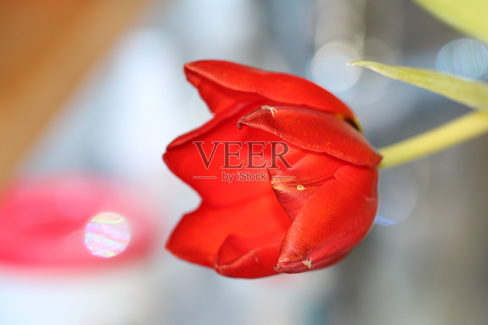 微距特写镜头-郁金香红色照片摄影图片