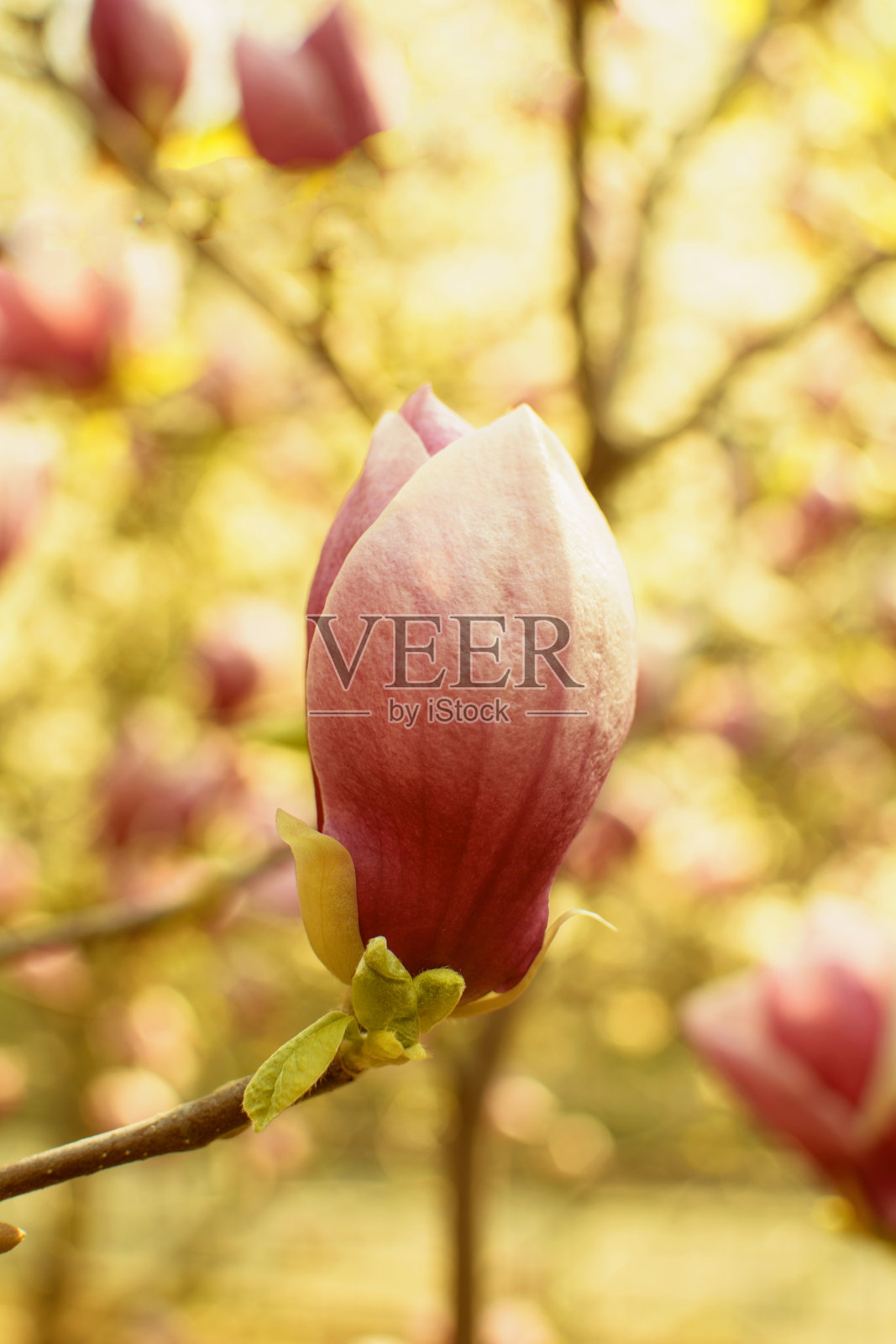 公园里开着又大又香的玉兰花照片摄影图片