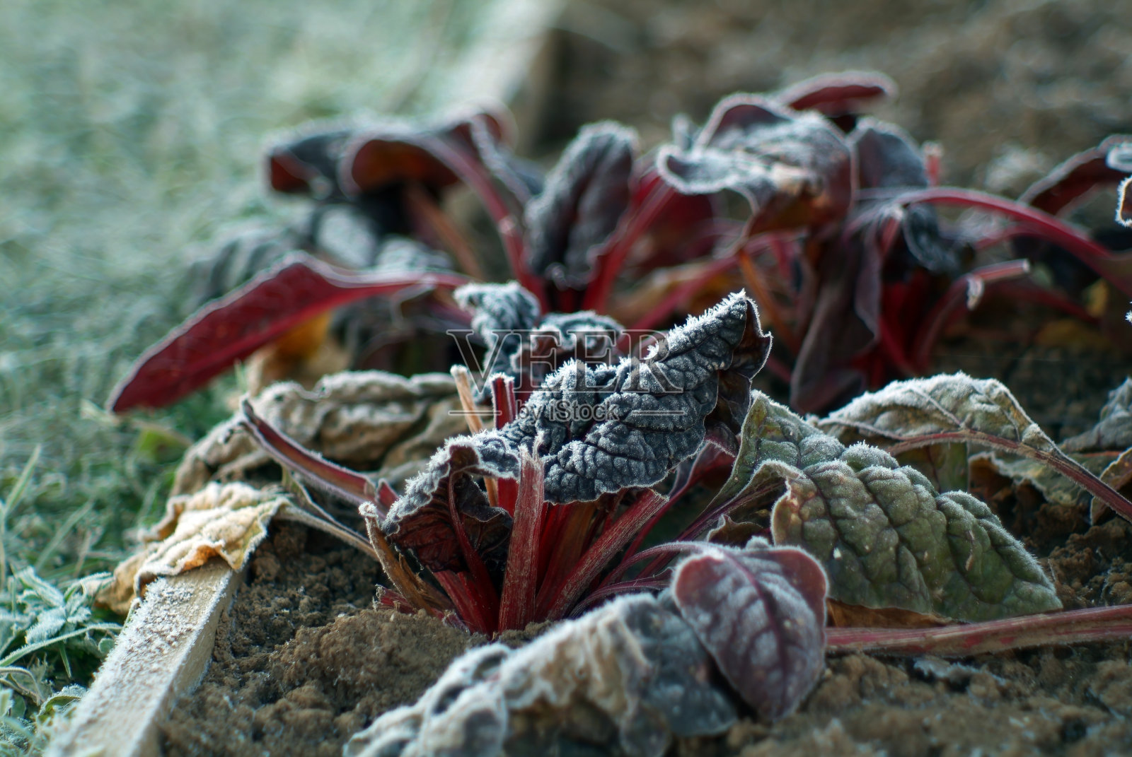 早上甜菜叶上结满了霜照片摄影图片