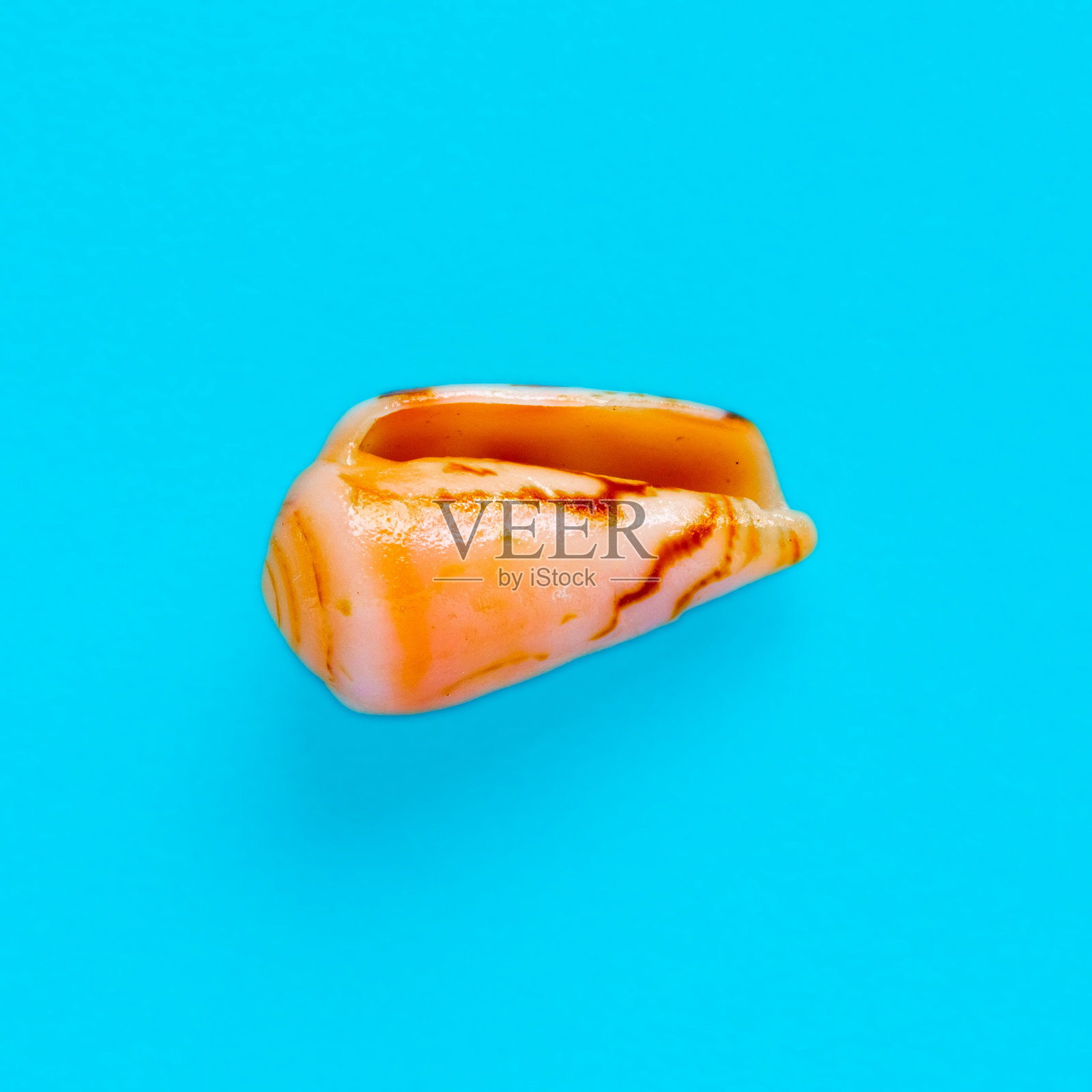 平躺孤立的图像，海岸贝壳在蓝色的背景照片摄影图片