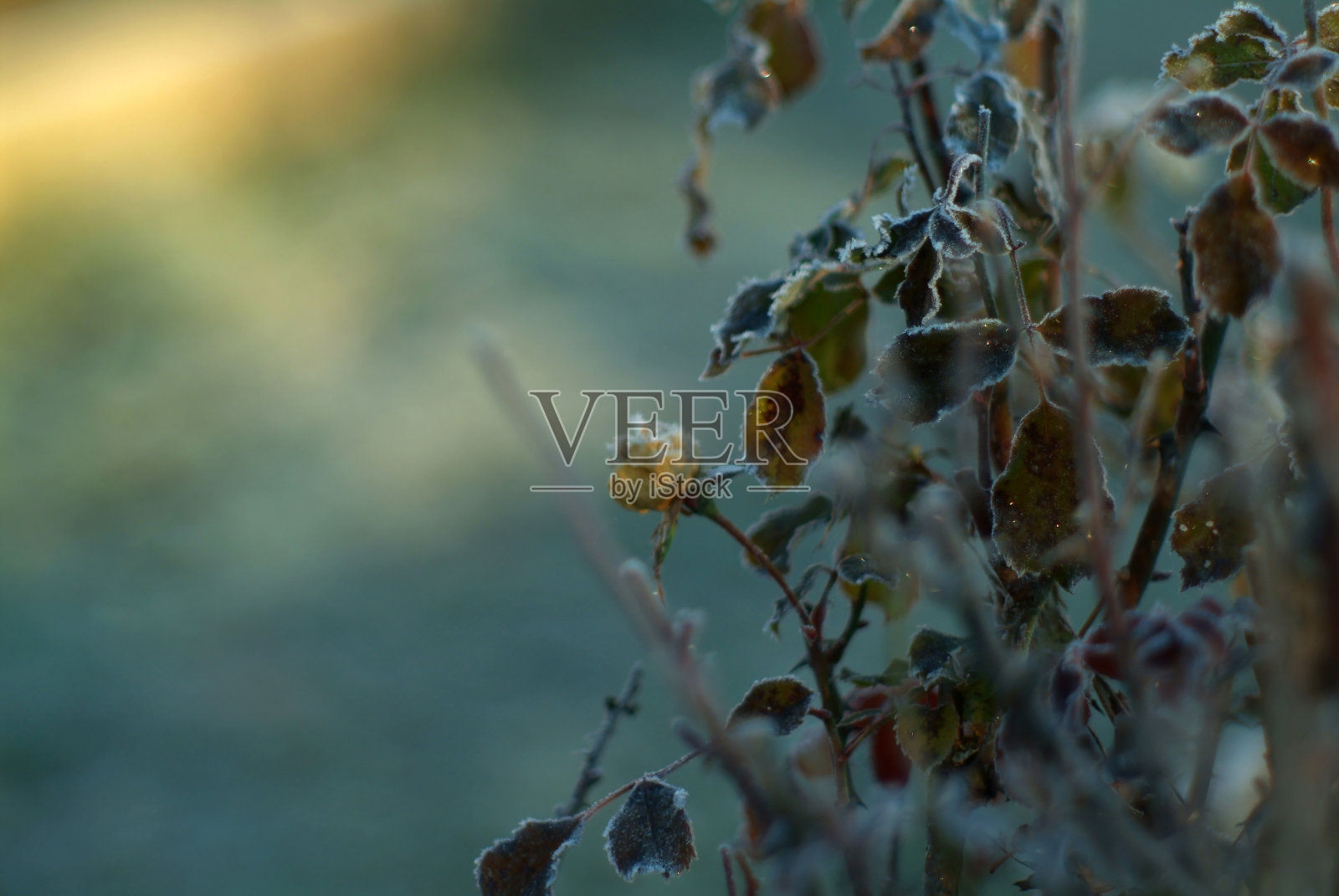 早晨花园里的花上结满了霜照片摄影图片