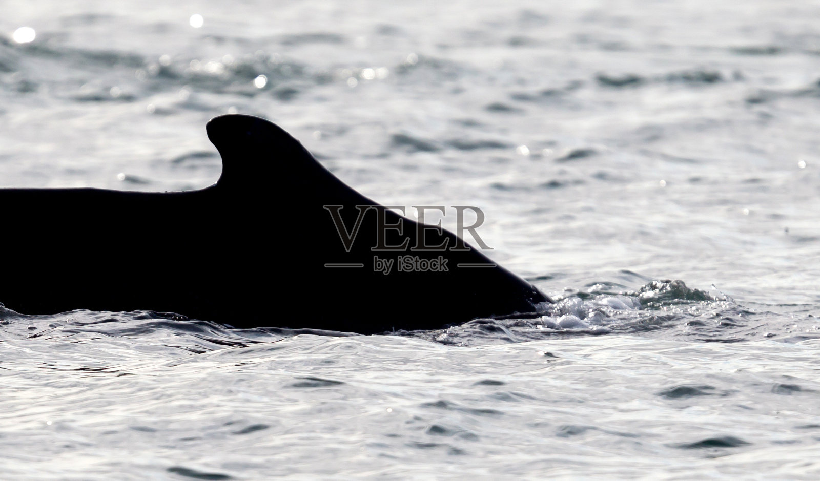 冰岛的座头鲸照片摄影图片