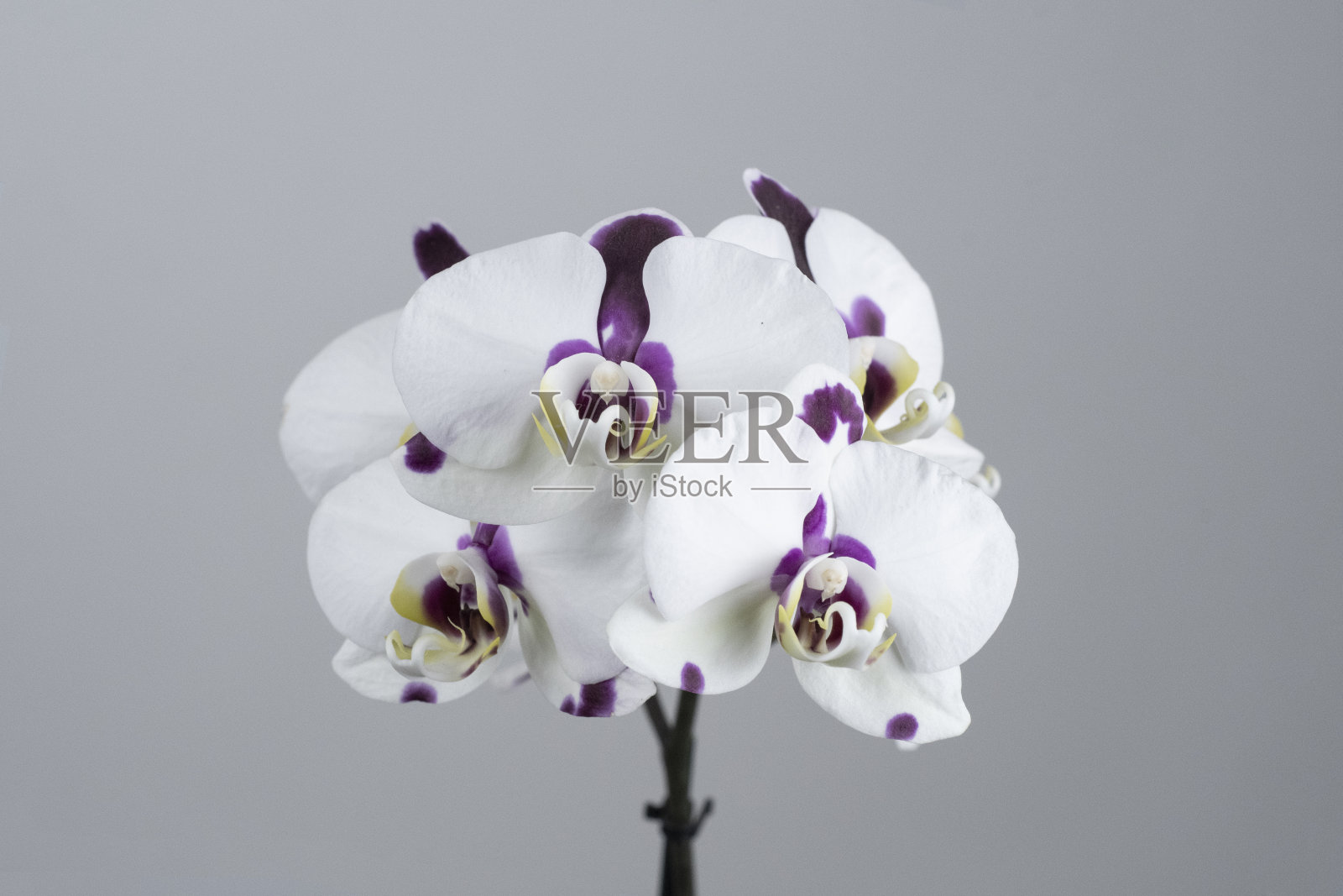 紫色的兰花照片摄影图片