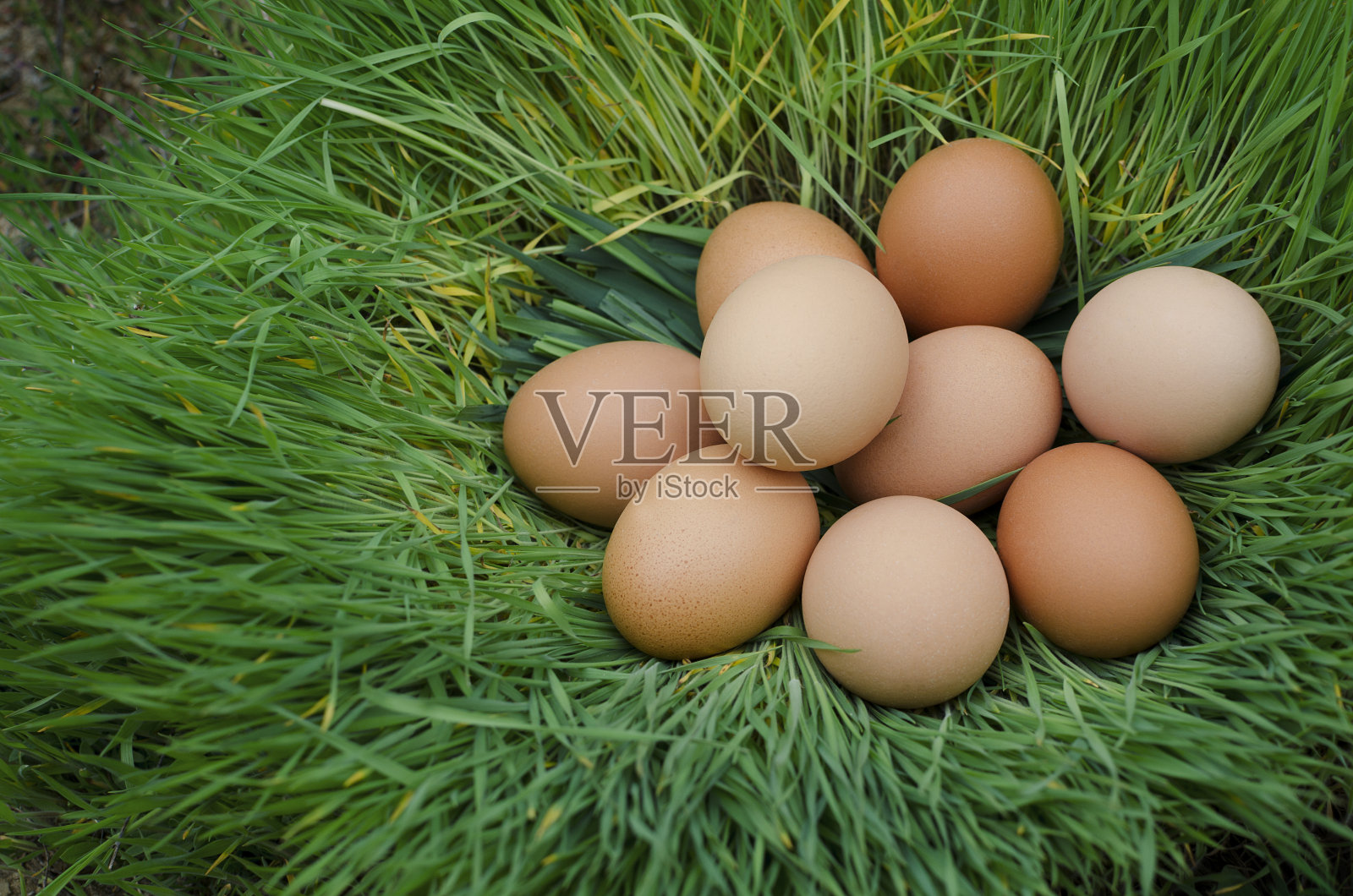 鸡蛋躺在绿草的窝里照片摄影图片