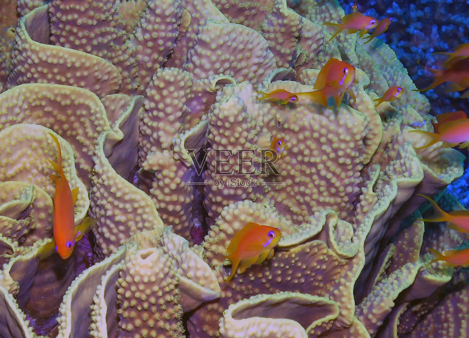 红海中的金色花鲈照片摄影图片