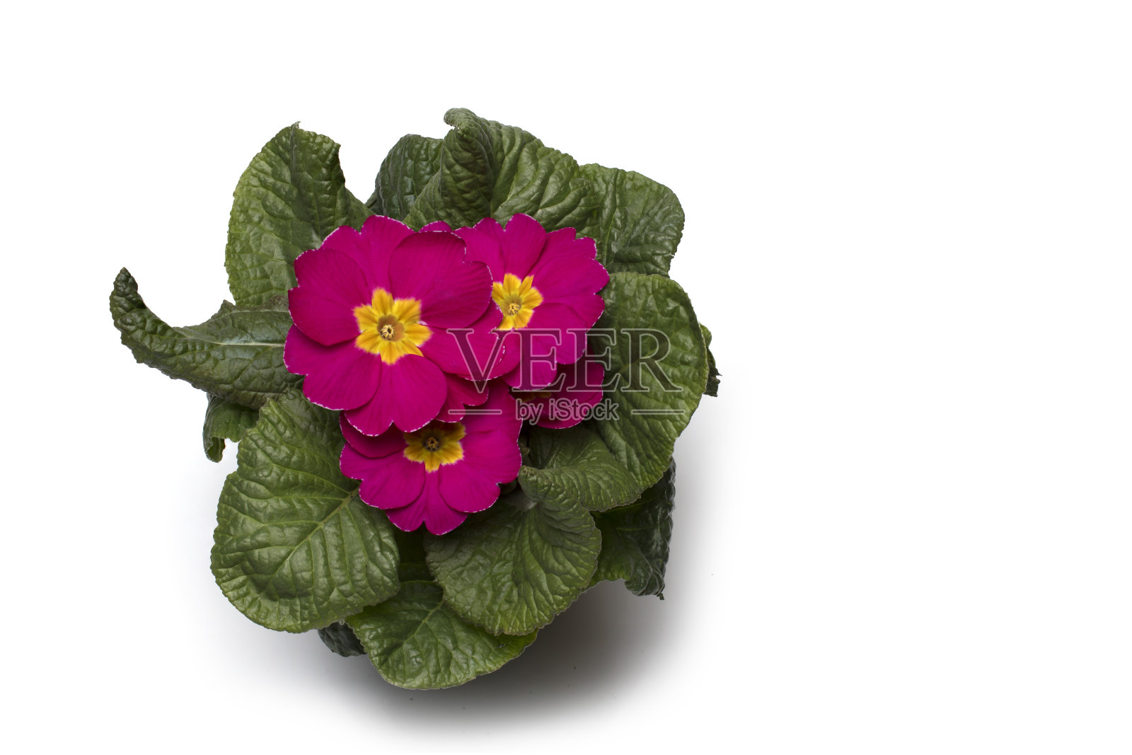 特写花开花绿色叶子白色背景照片摄影图片