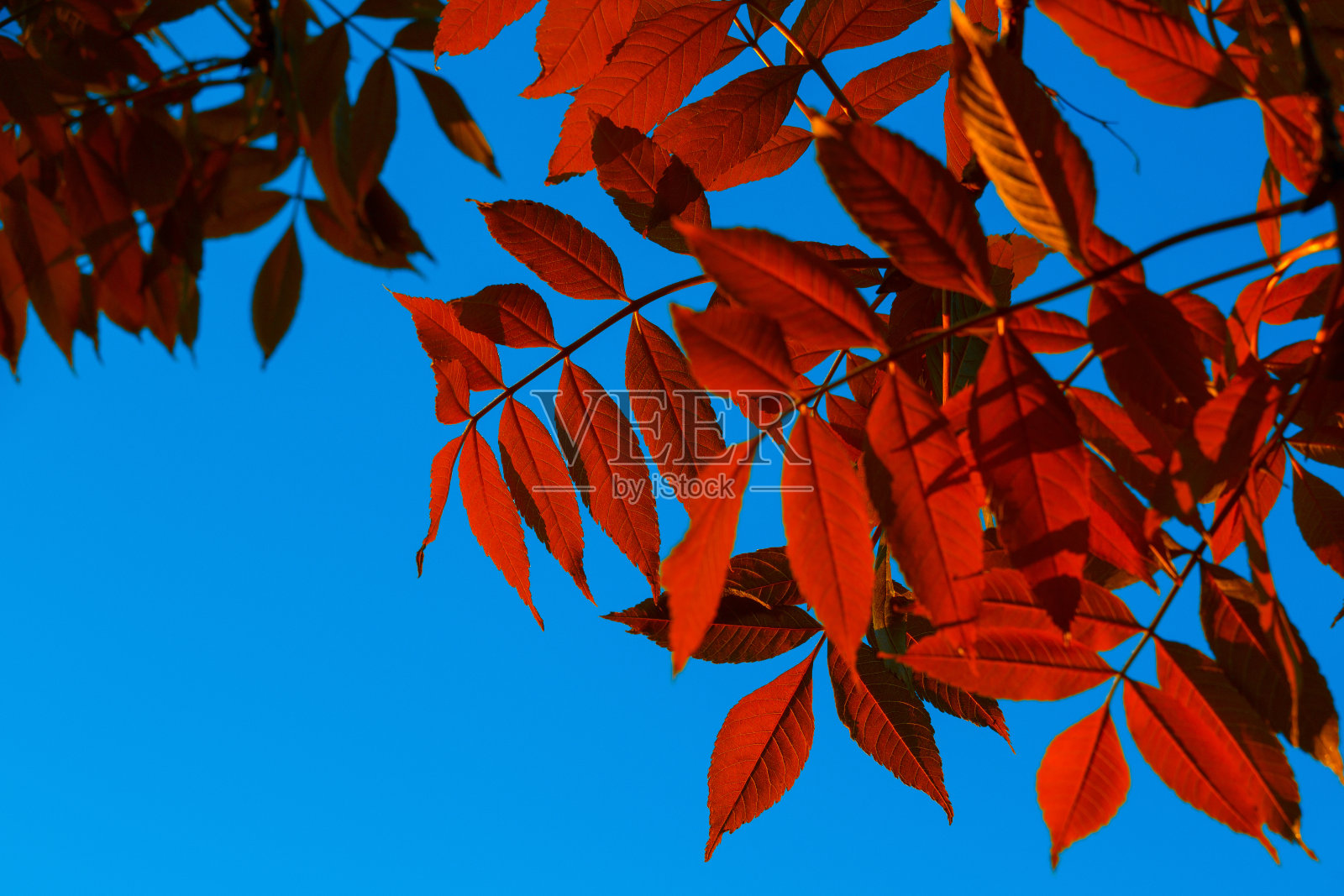 在蓝天的映衬下，美丽的鲜红树叶。照片摄影图片