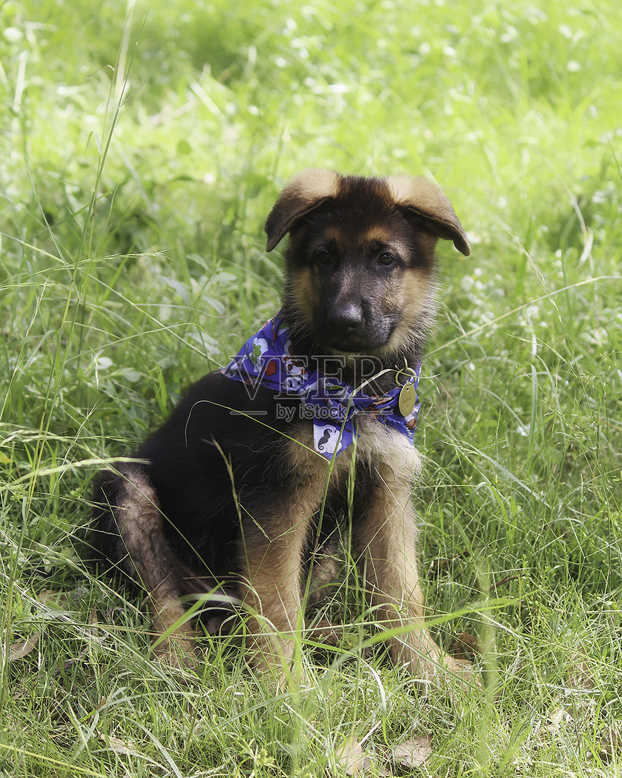 德国牧羊犬幼犬9周(1周)照片摄影图片