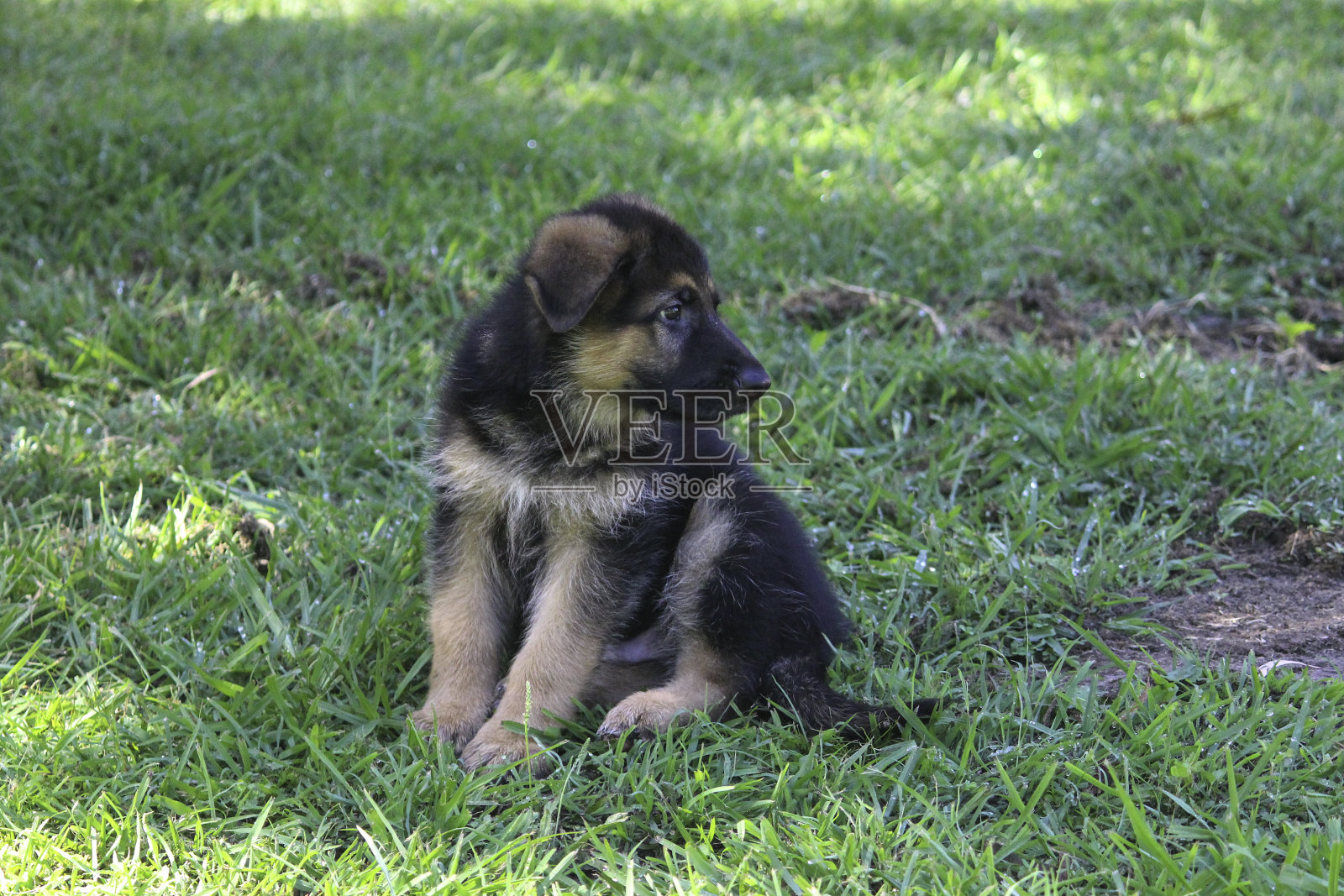 德国牧羊犬幼犬8周(9周)照片摄影图片