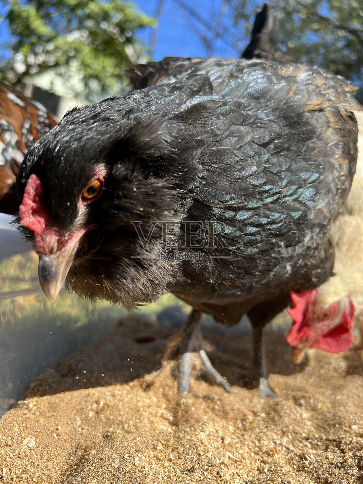 母鸡寻找虫子照片摄影图片