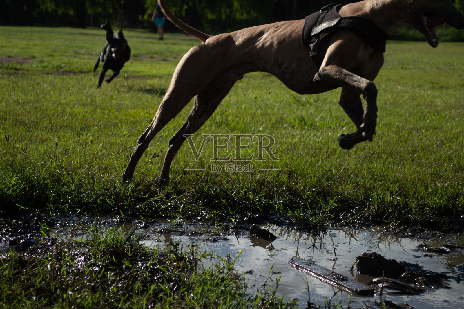 顽皮的狗照片摄影图片