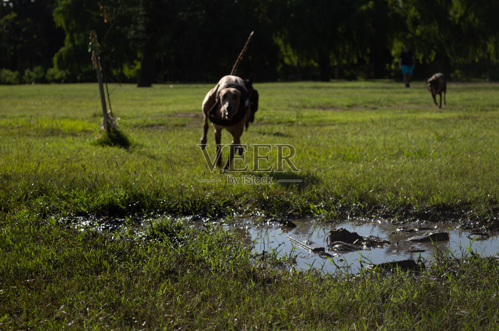 顽皮的狗照片摄影图片
