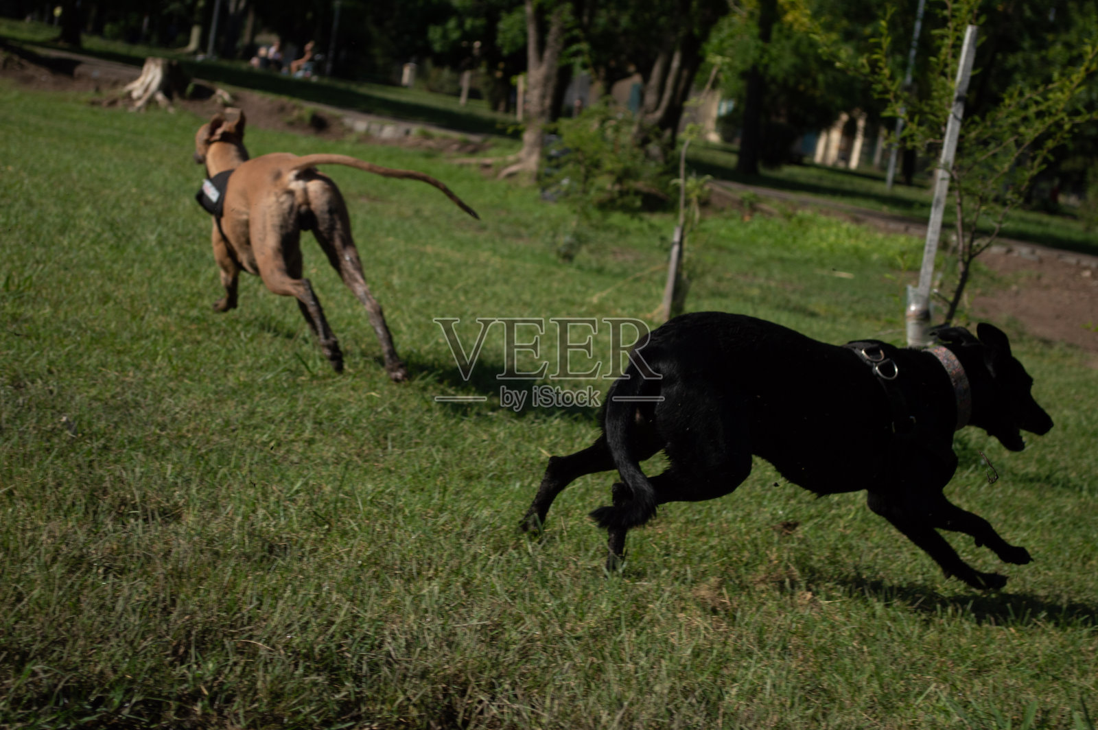 狗的家庭照片摄影图片