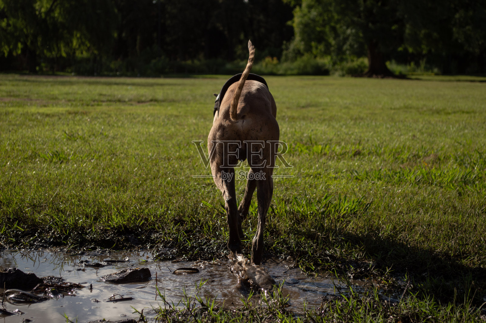顽皮的狗照片摄影图片