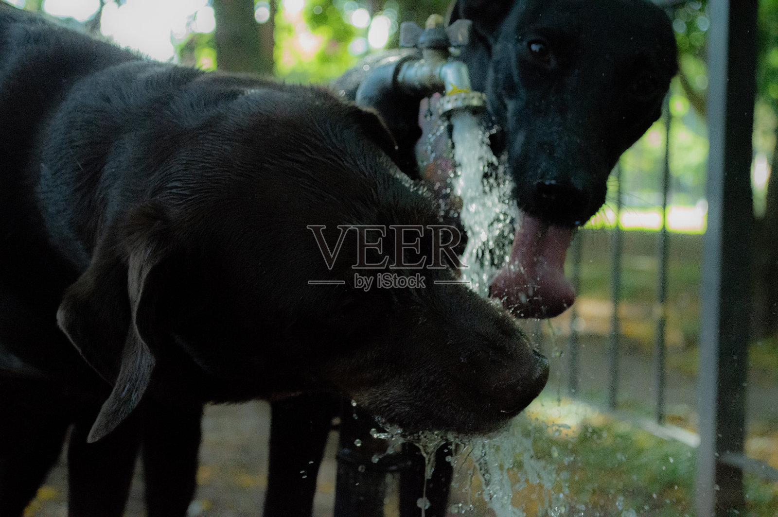 口渴的动物照片摄影图片